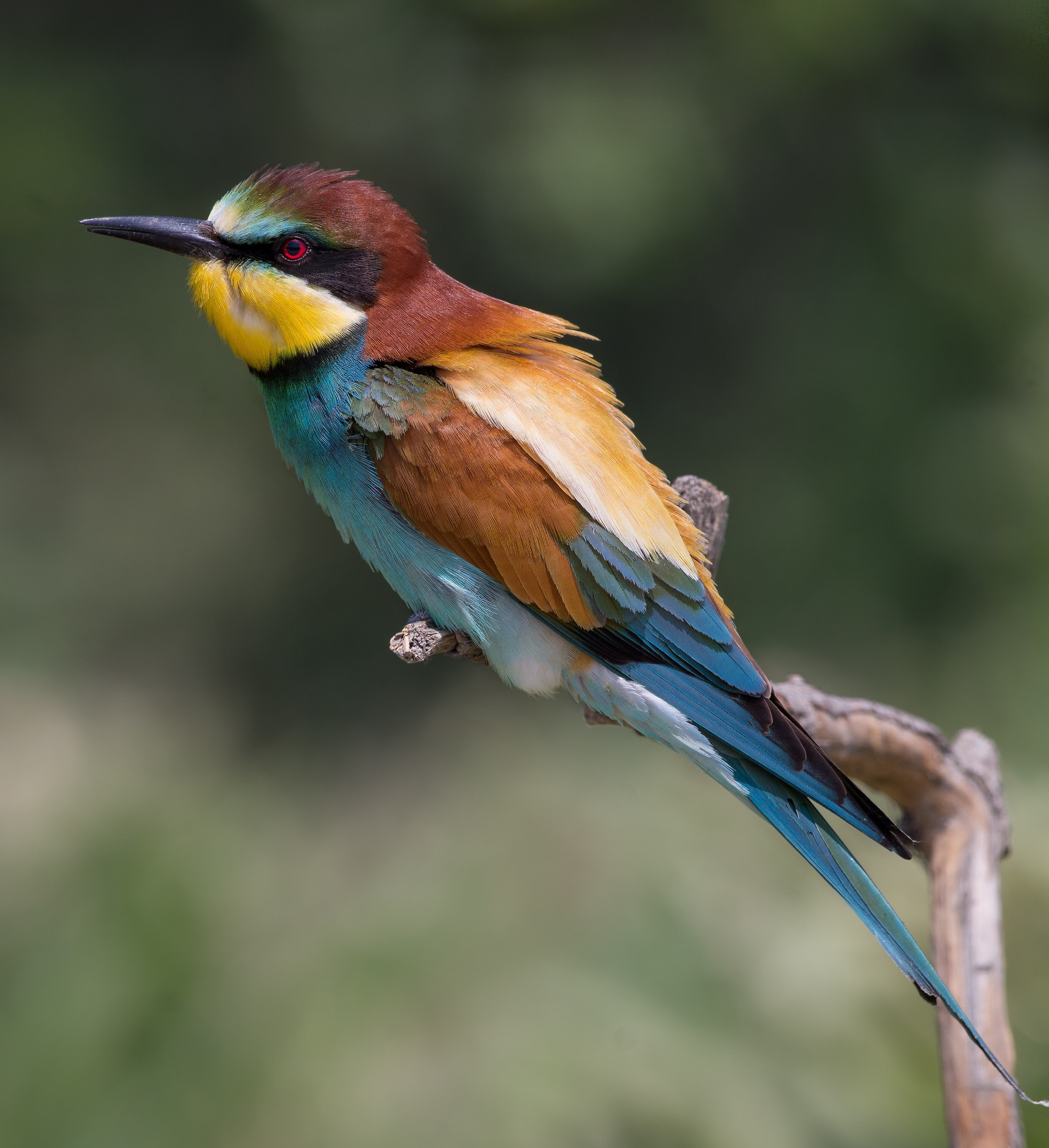 Bee Eater