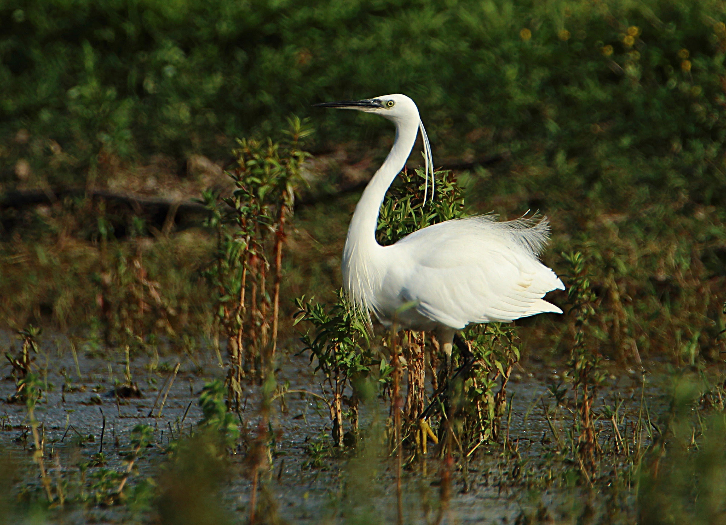 egret