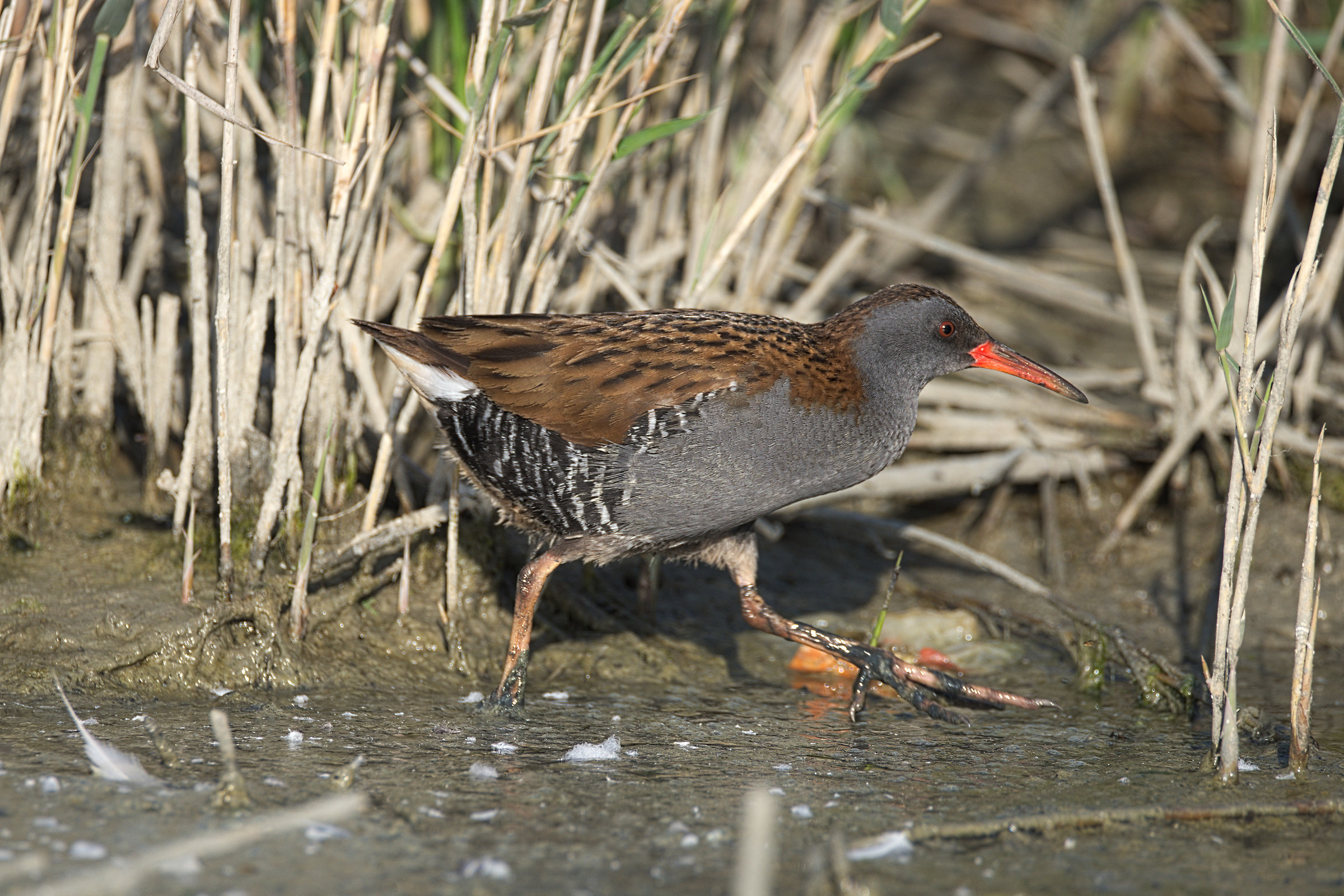 Water Rail - Sardinia