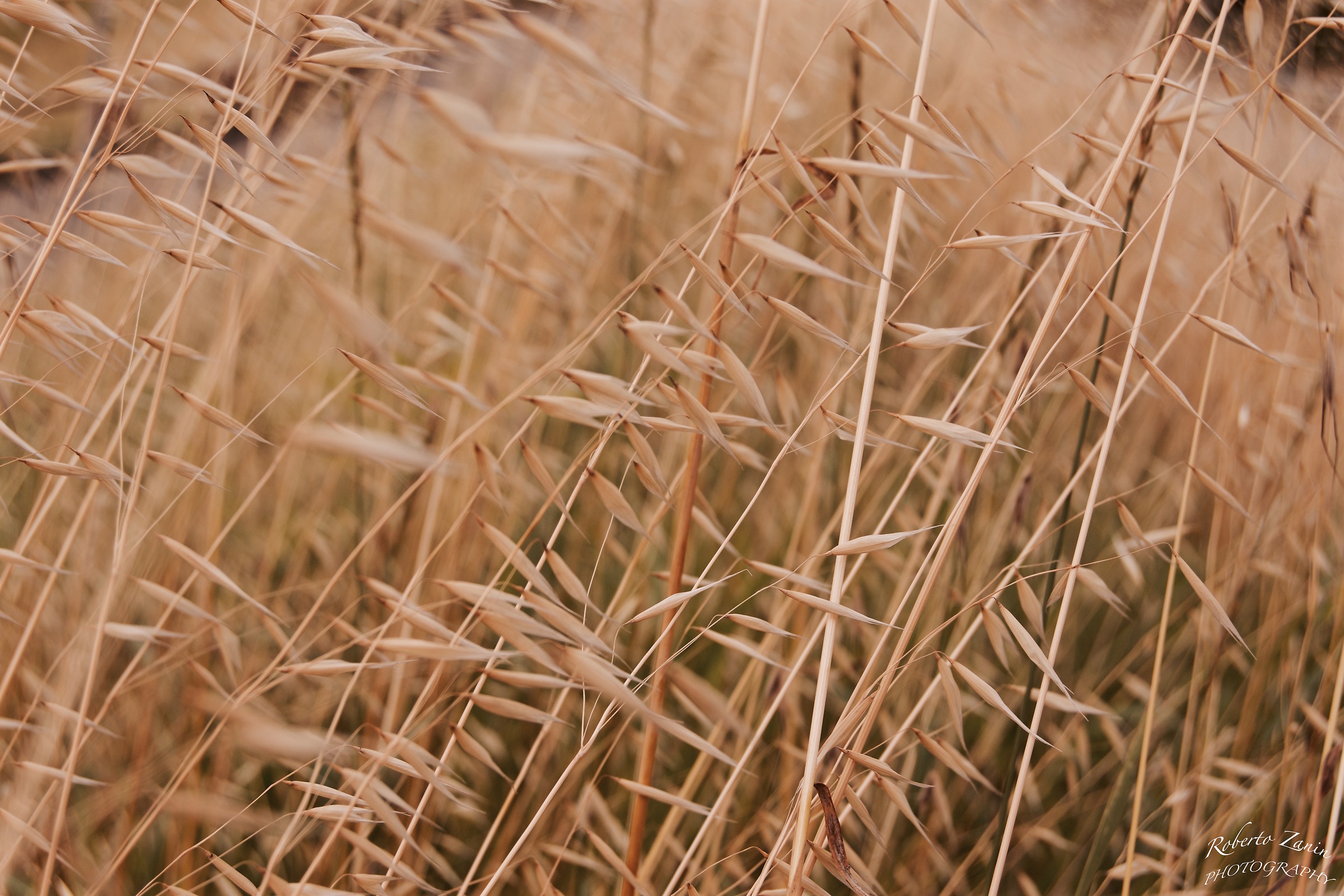 Poems through the fields ......