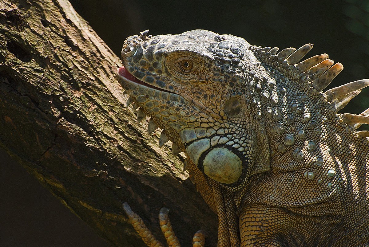 Iguana