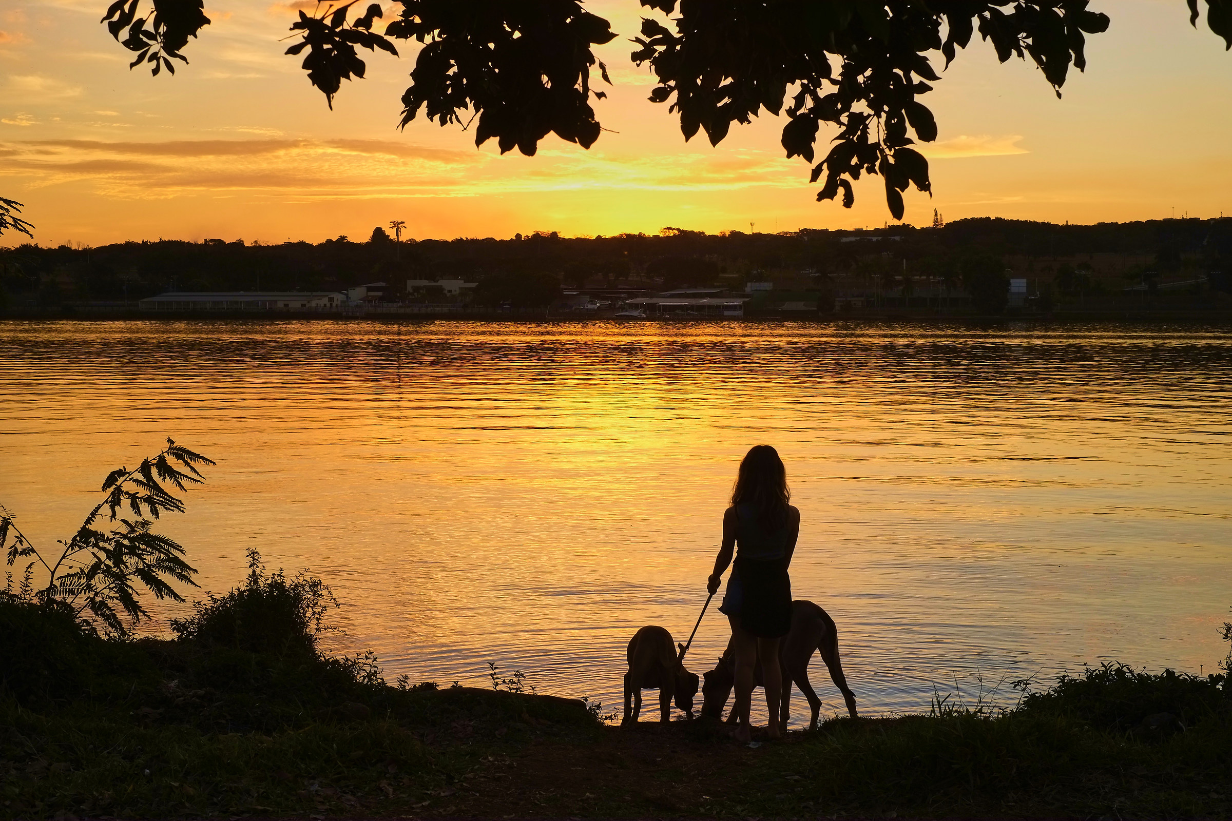 Tardecer com os cachorros