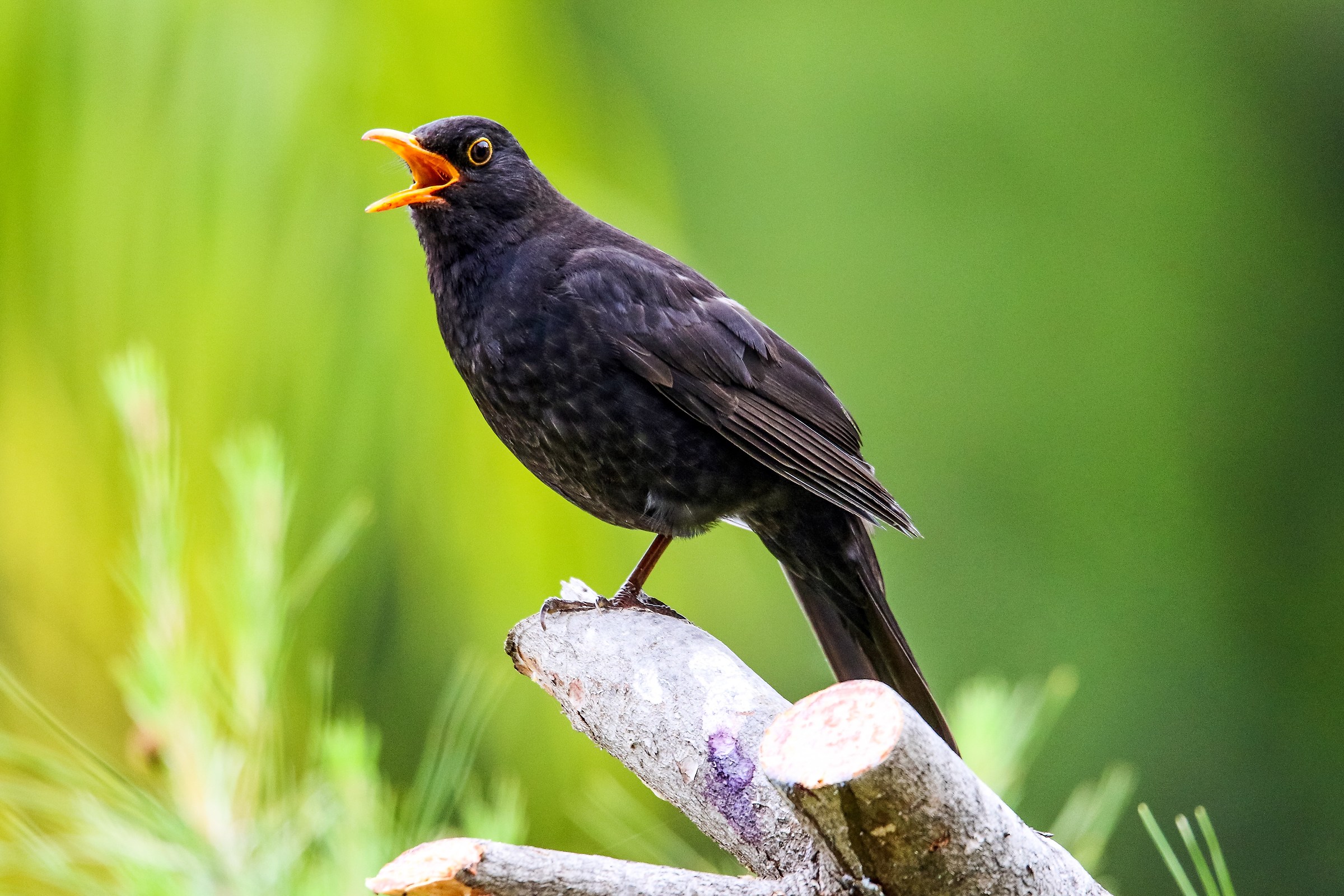 blackbird singing