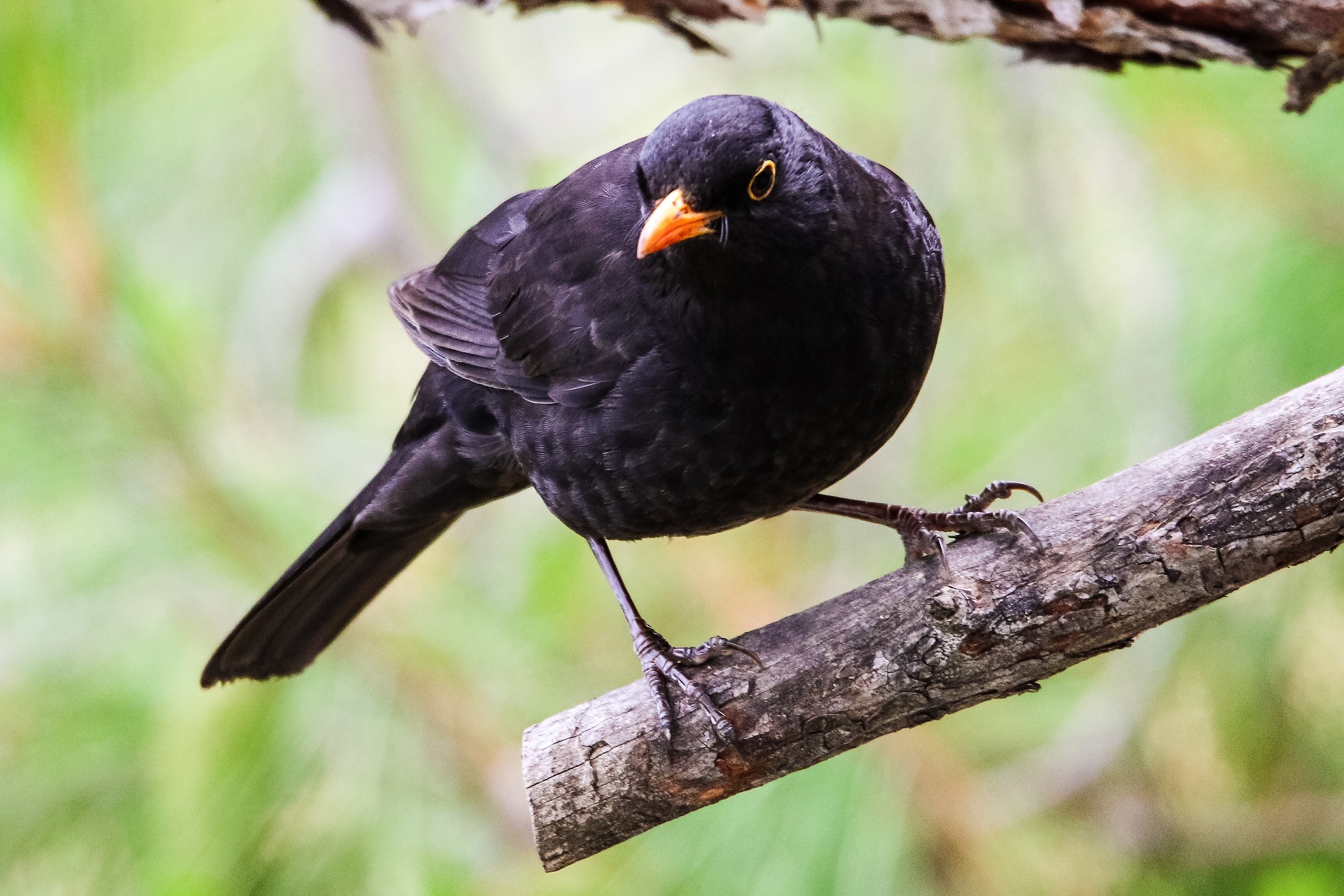 male blackbird