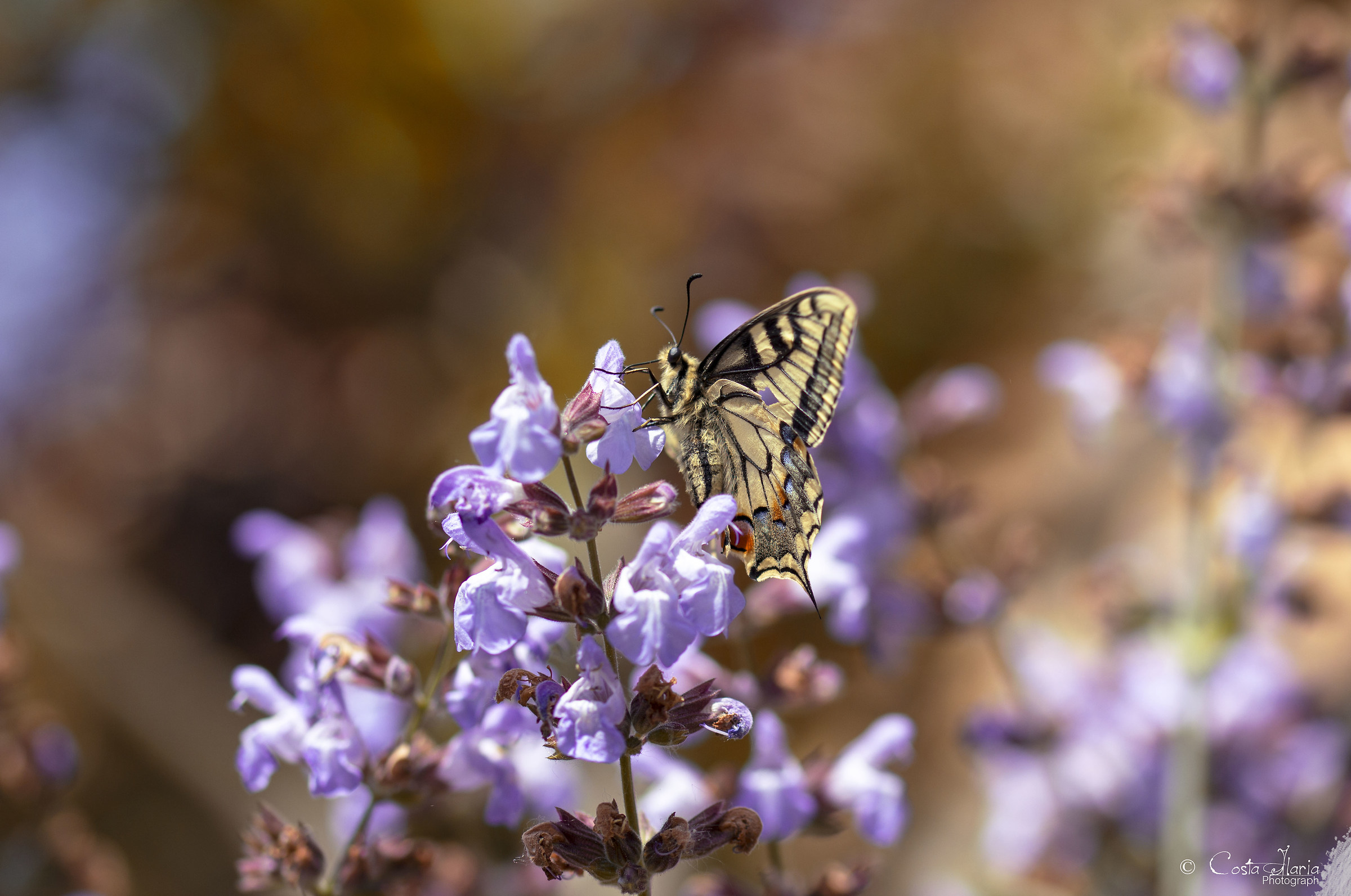 The garden is better if you are there