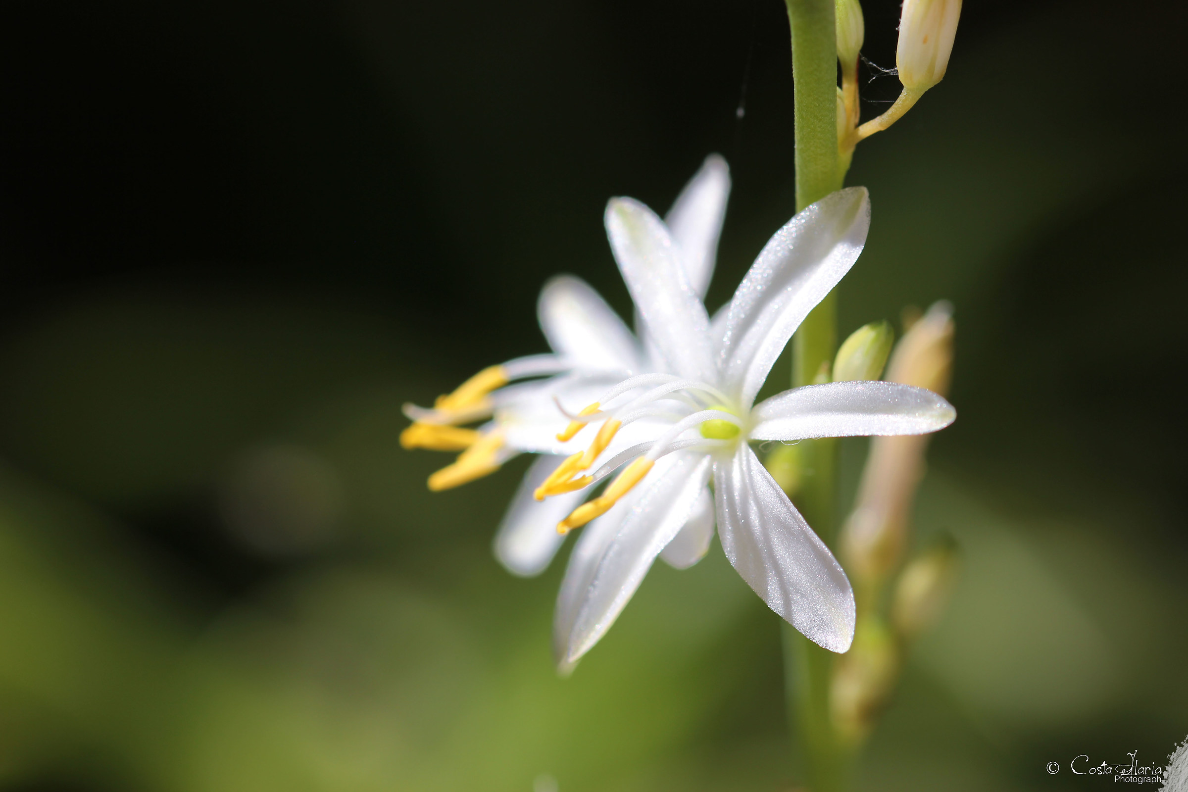 First photos with 105mm sigma