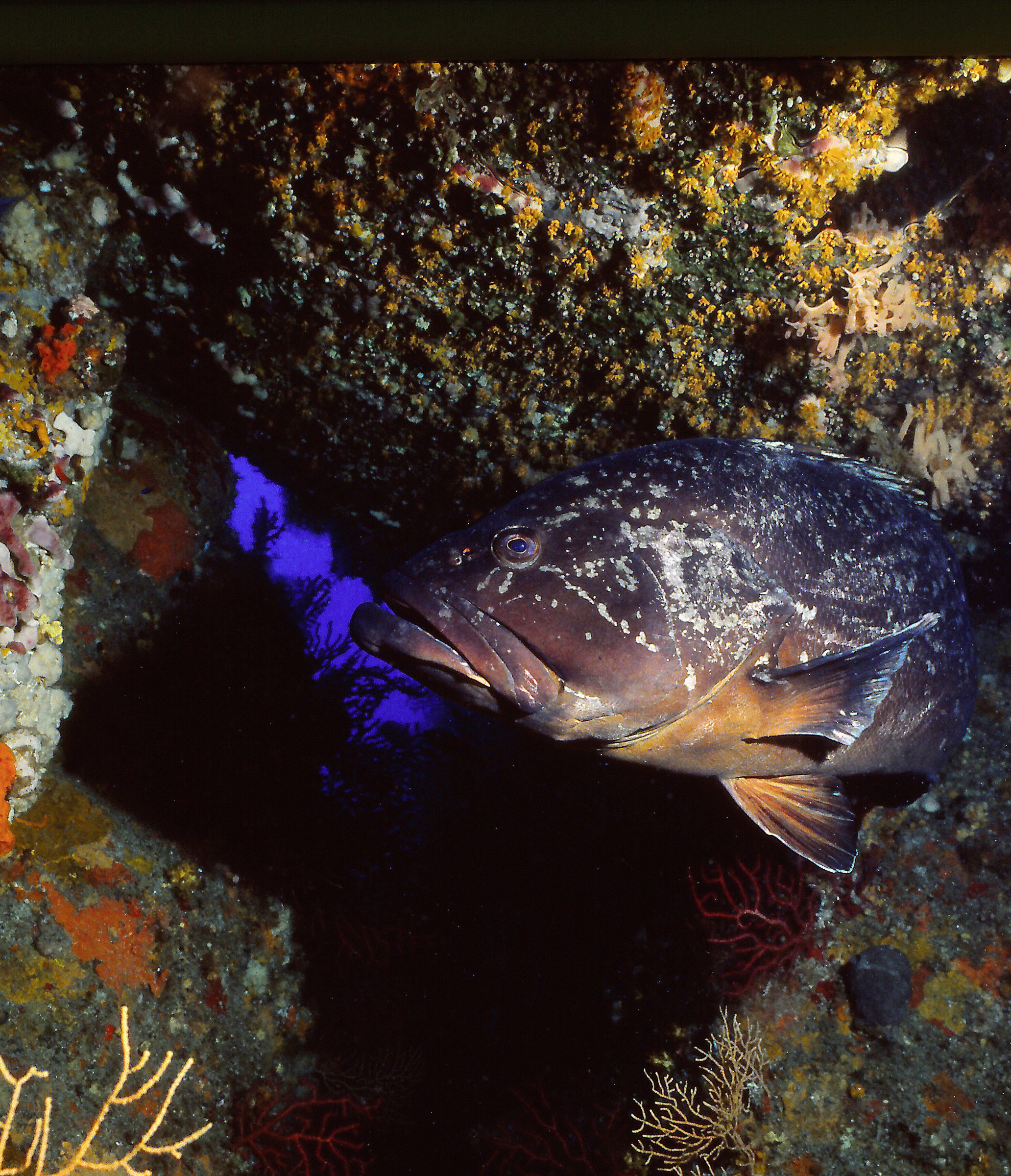 Island of Lavezzi, Corsica