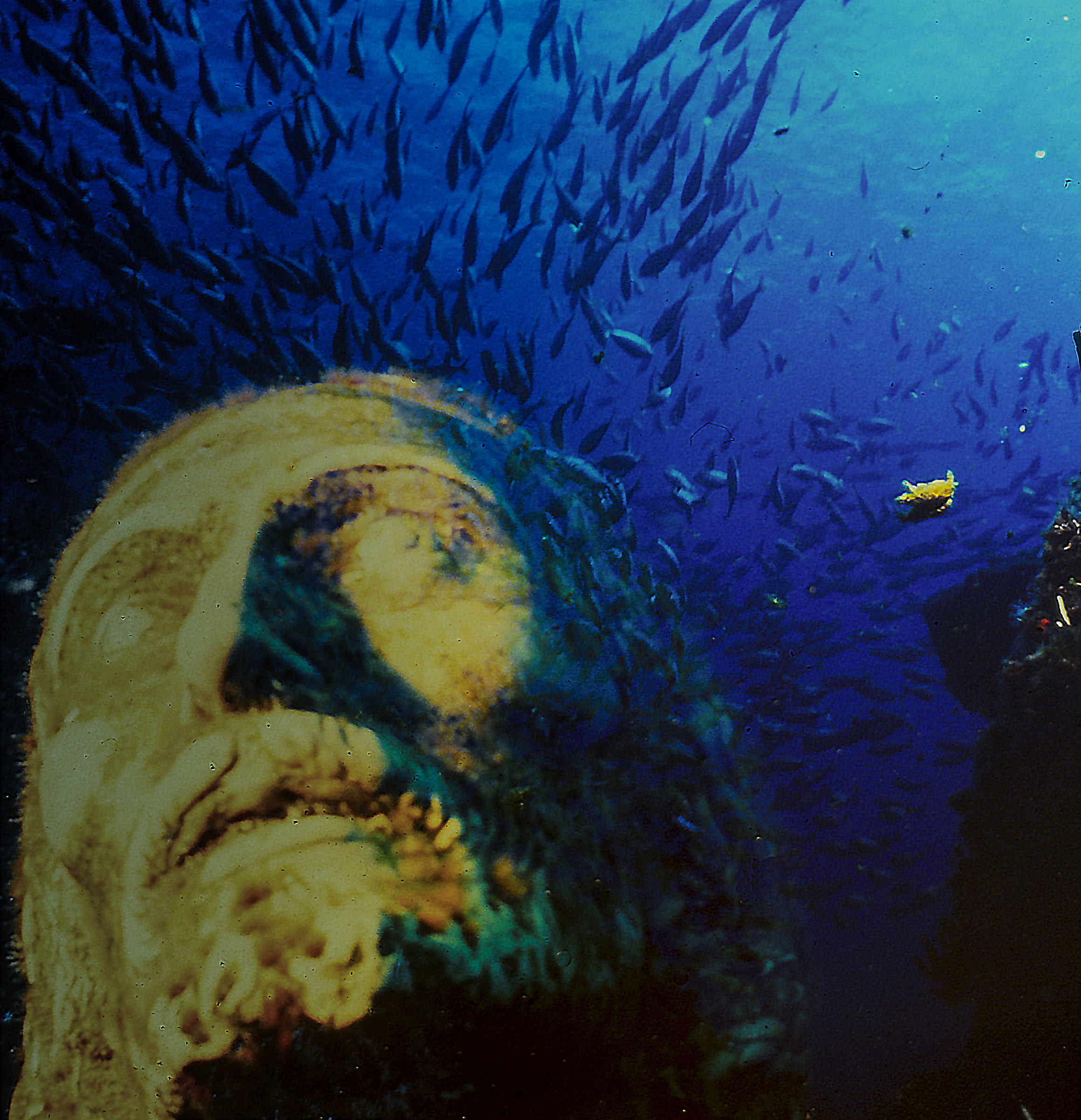 San Fruttuoso, Liguria. Christ of the Abyss