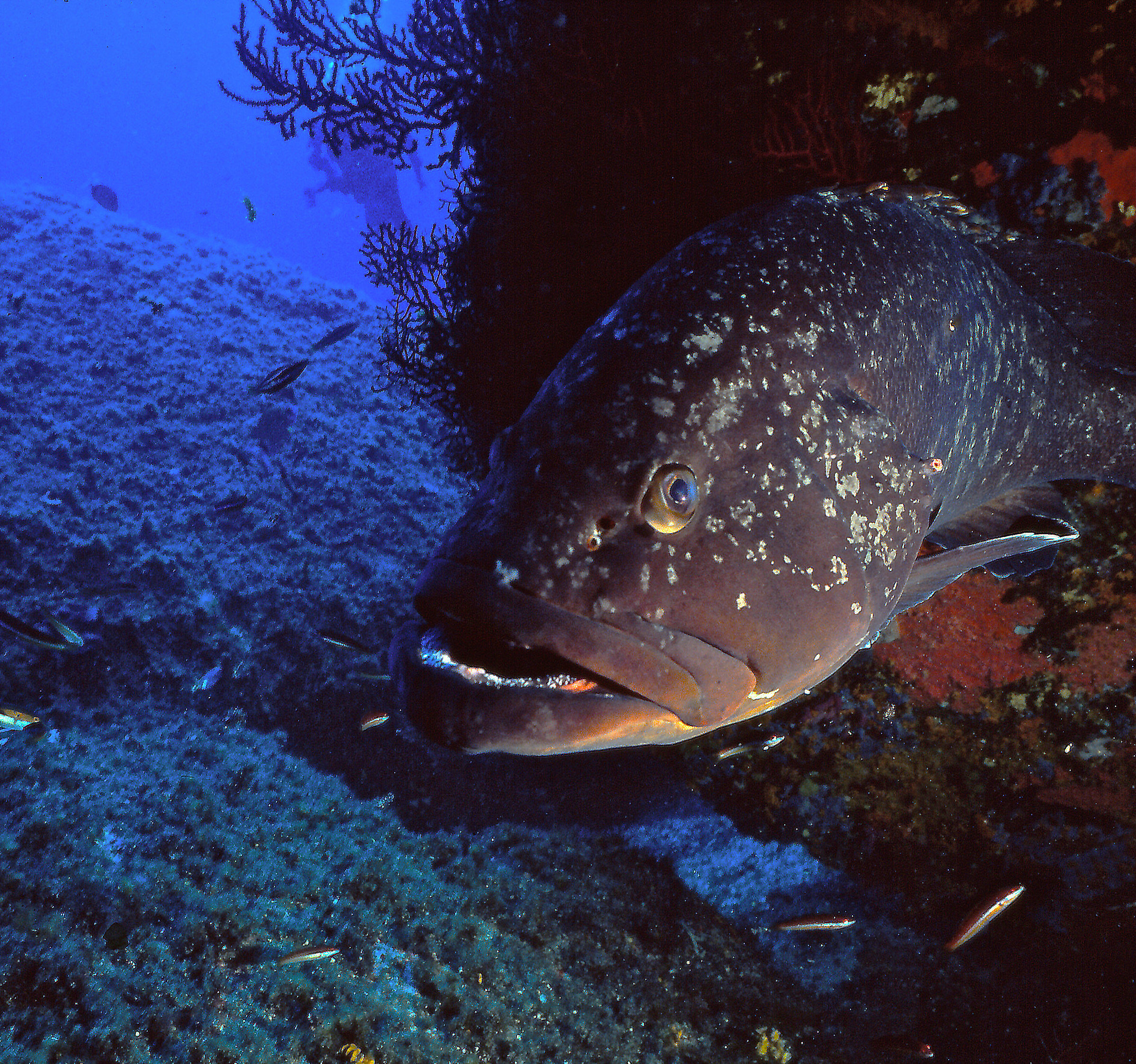 Grouper, Isle of Lavezzi, Corsica