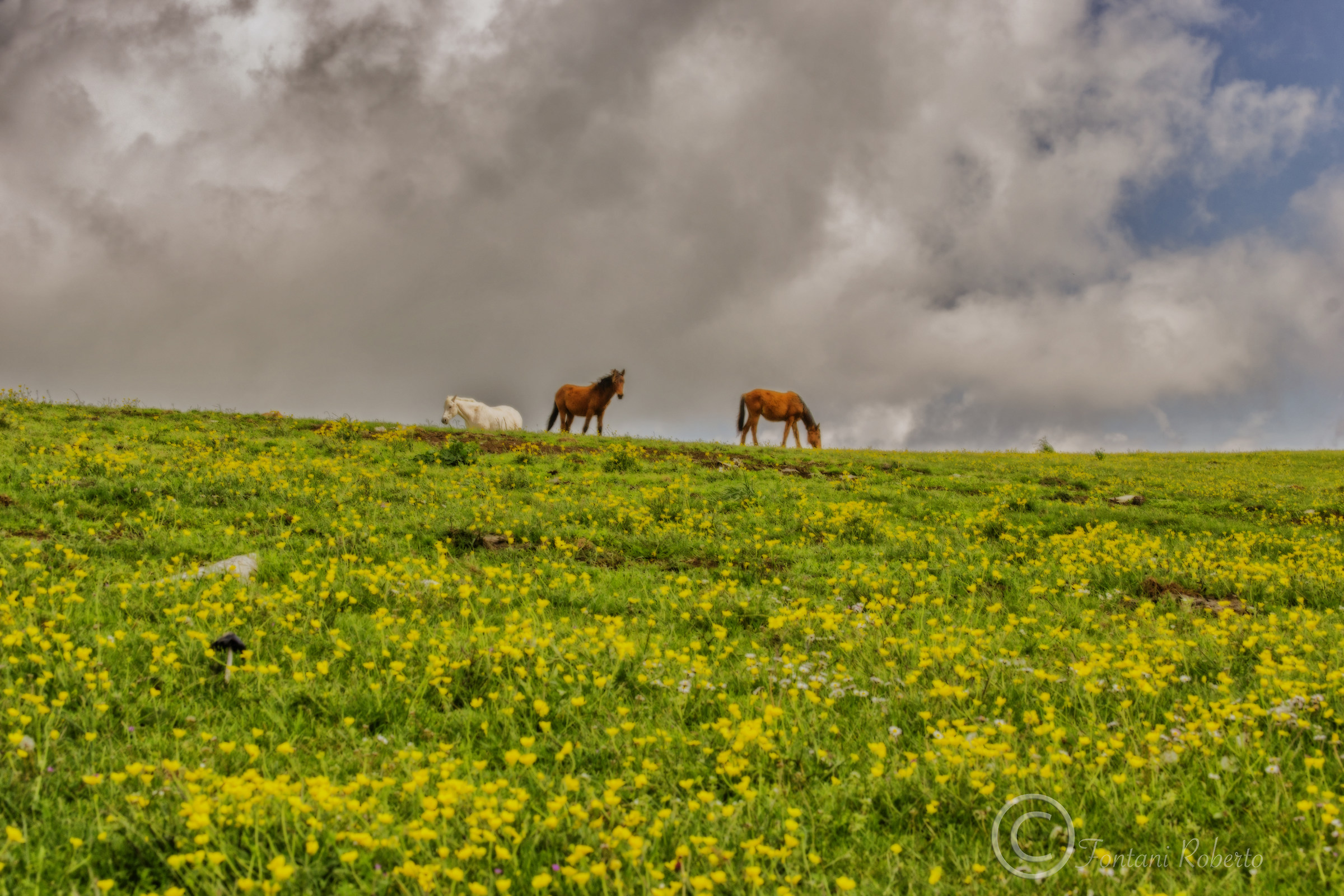 I Cavalli della Calvana