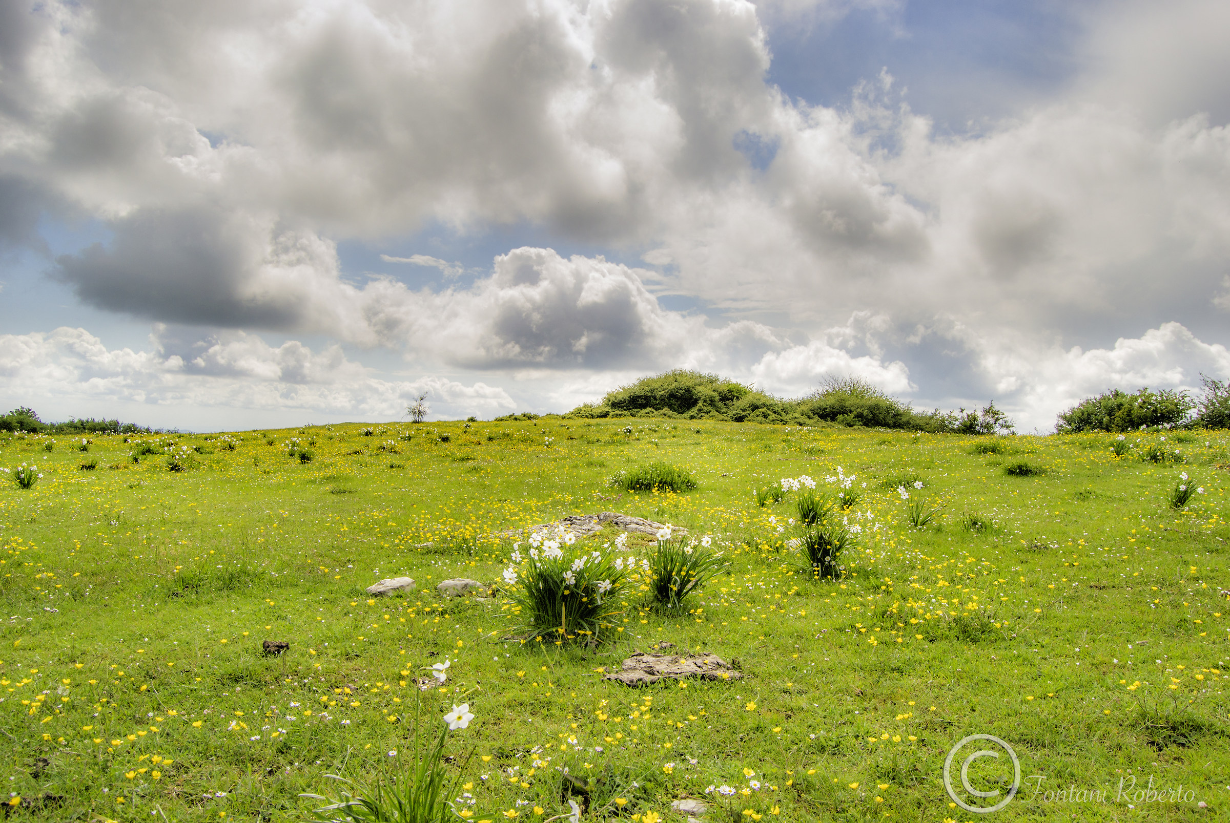 Fiori di Maggio in Calvana