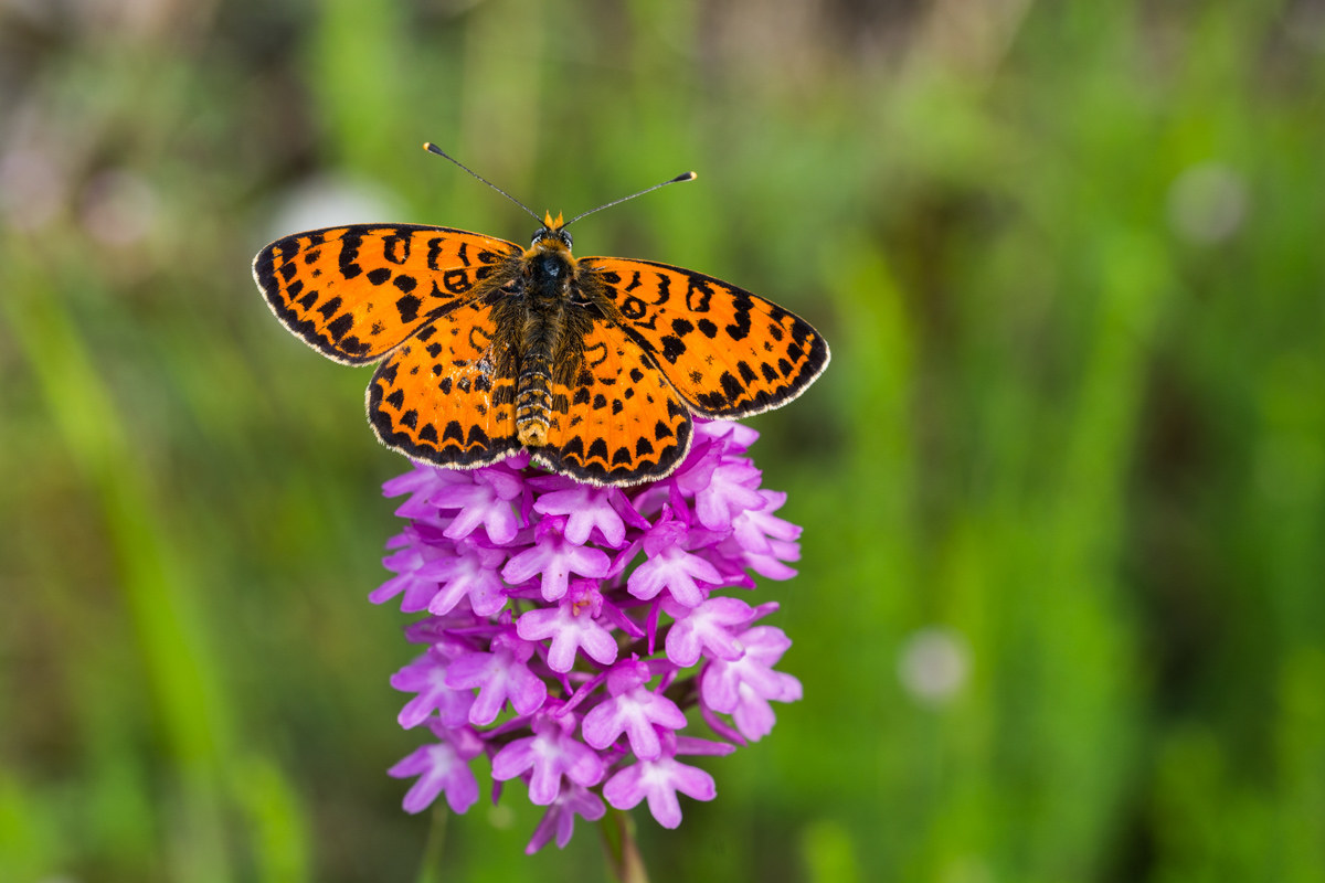 Melitaea didyma