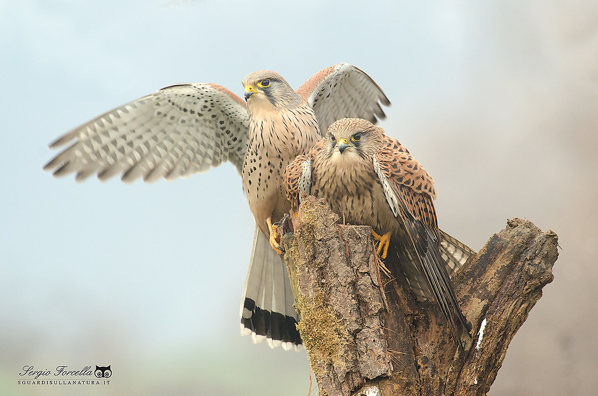 Kestrels couple