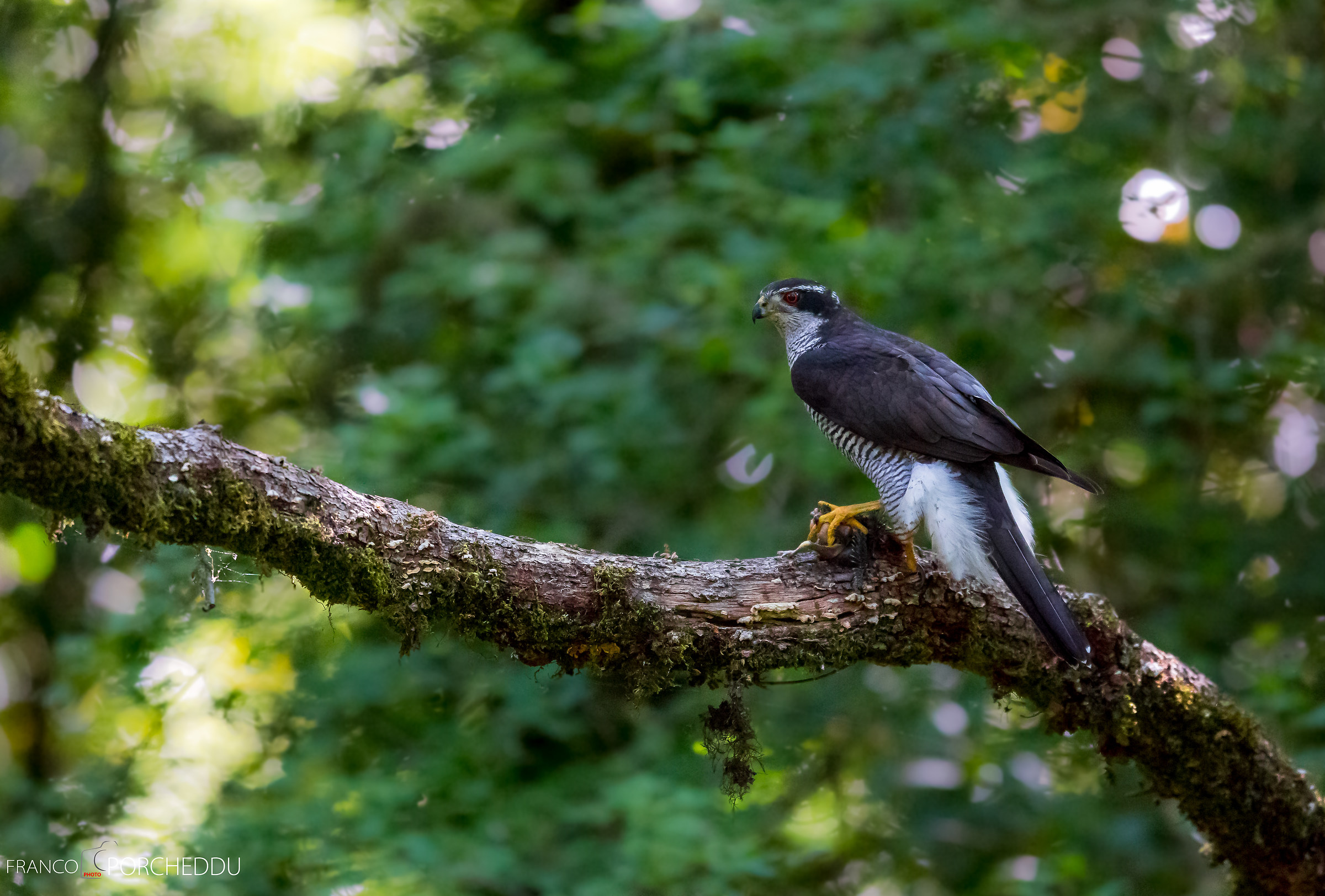 Sardinian goshawks