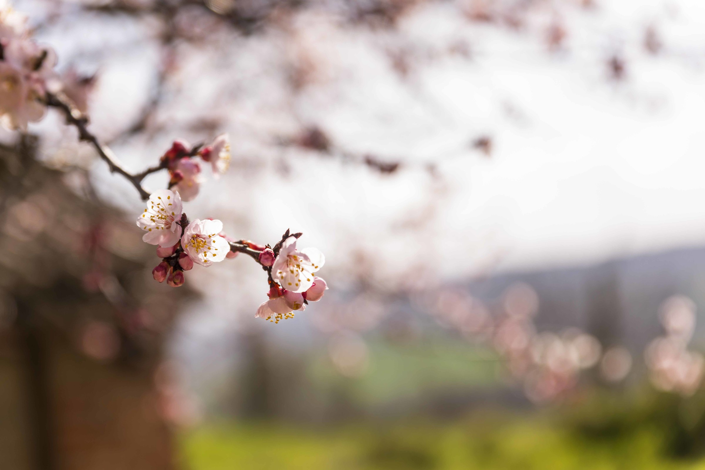 Fiori rosa fiori di pesco
