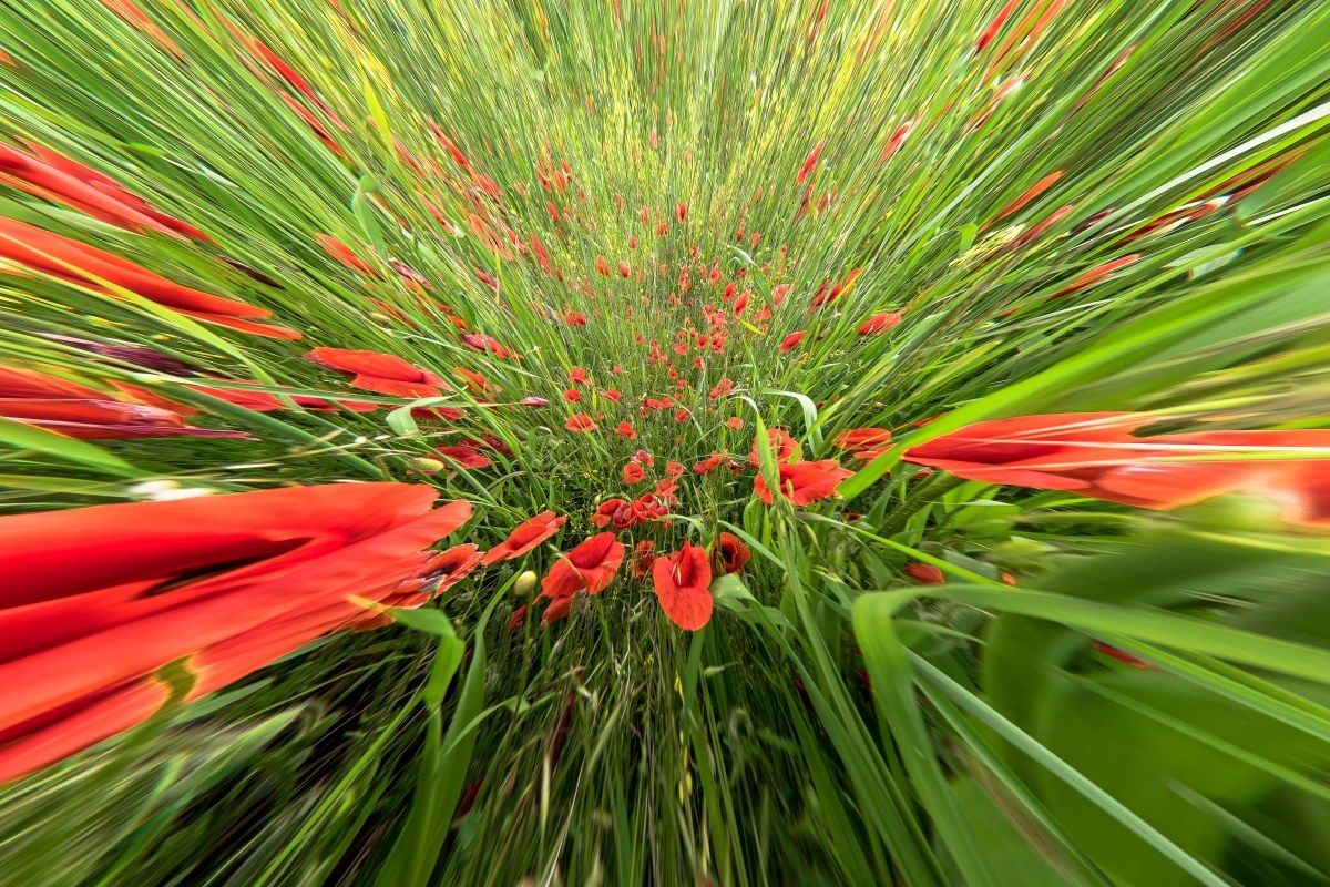 spring explosion................