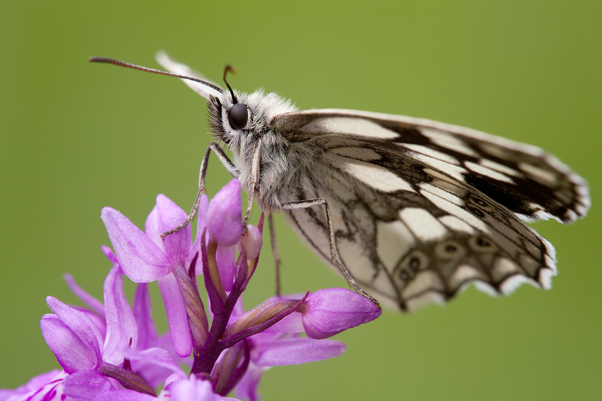 Melanargia galathea