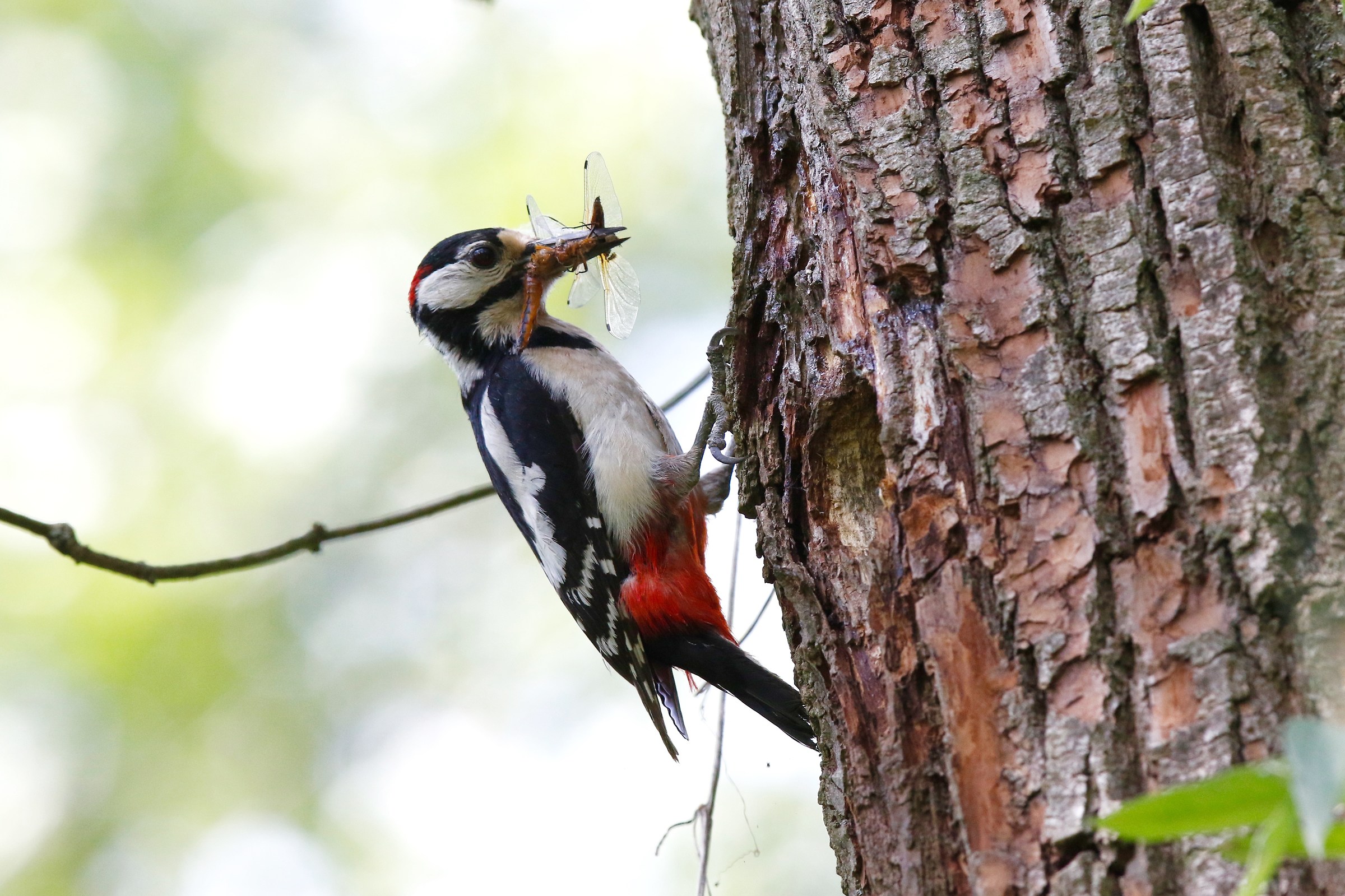 Spotted woodpecker