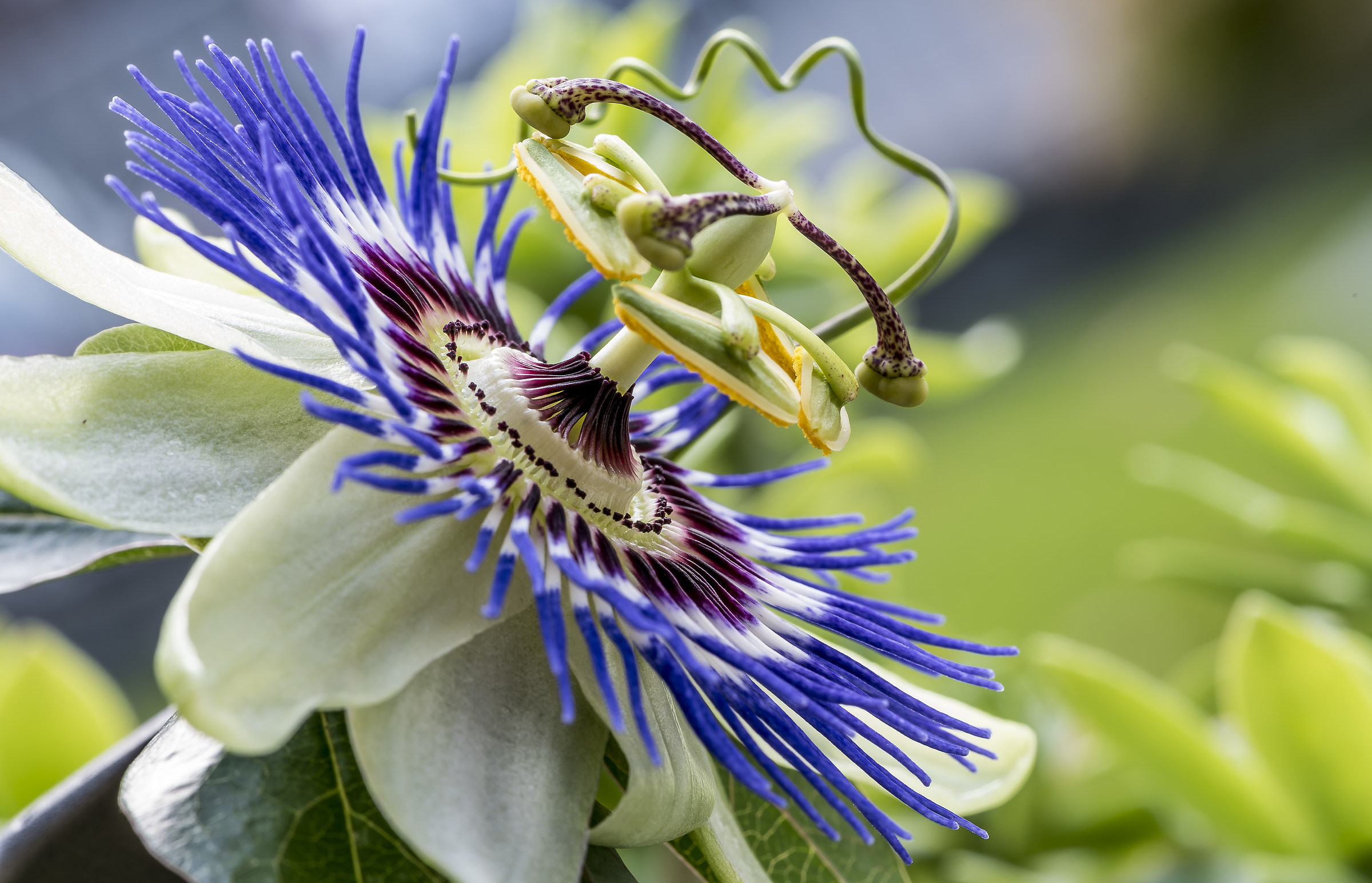 passionflower