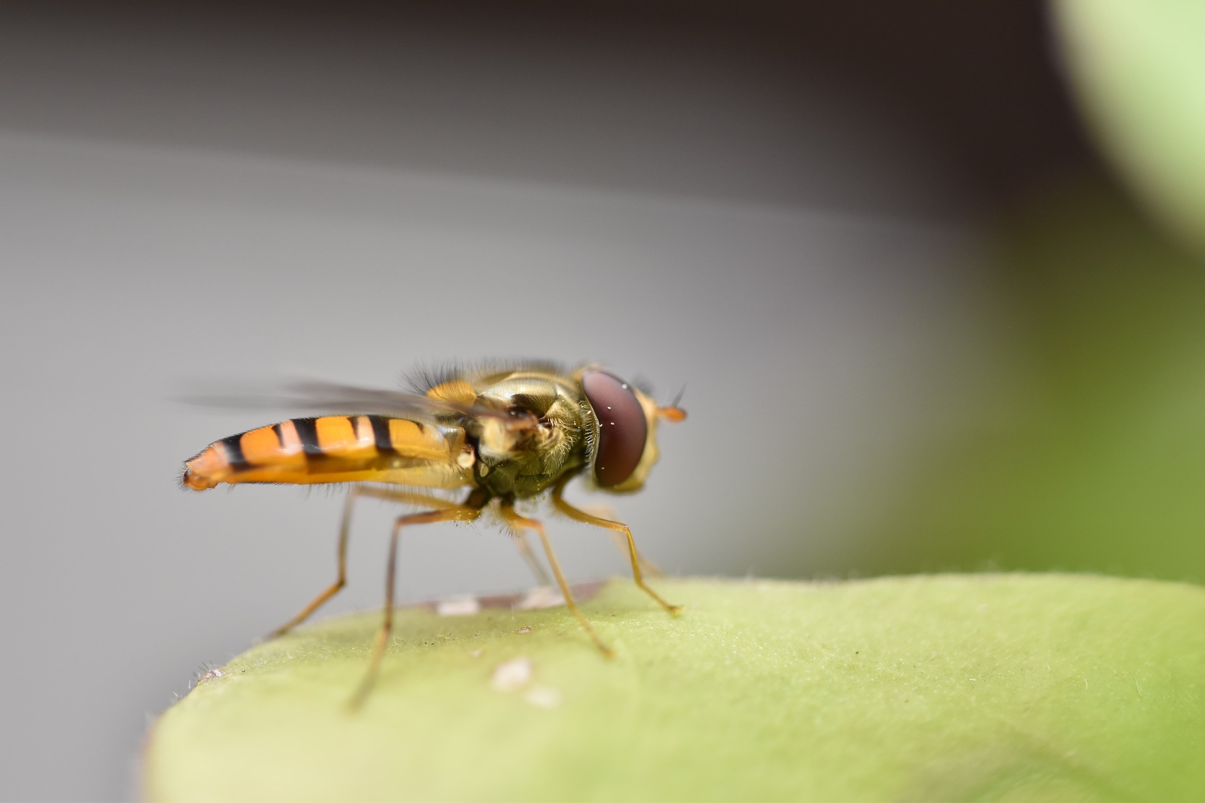 Hoverfly (2)