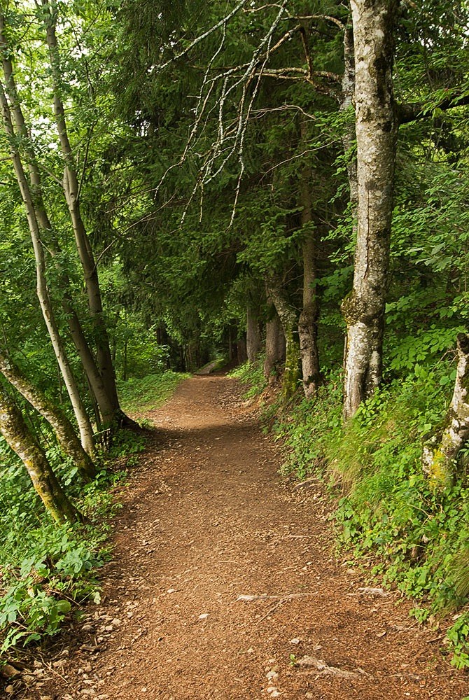 Camminando nel bosco