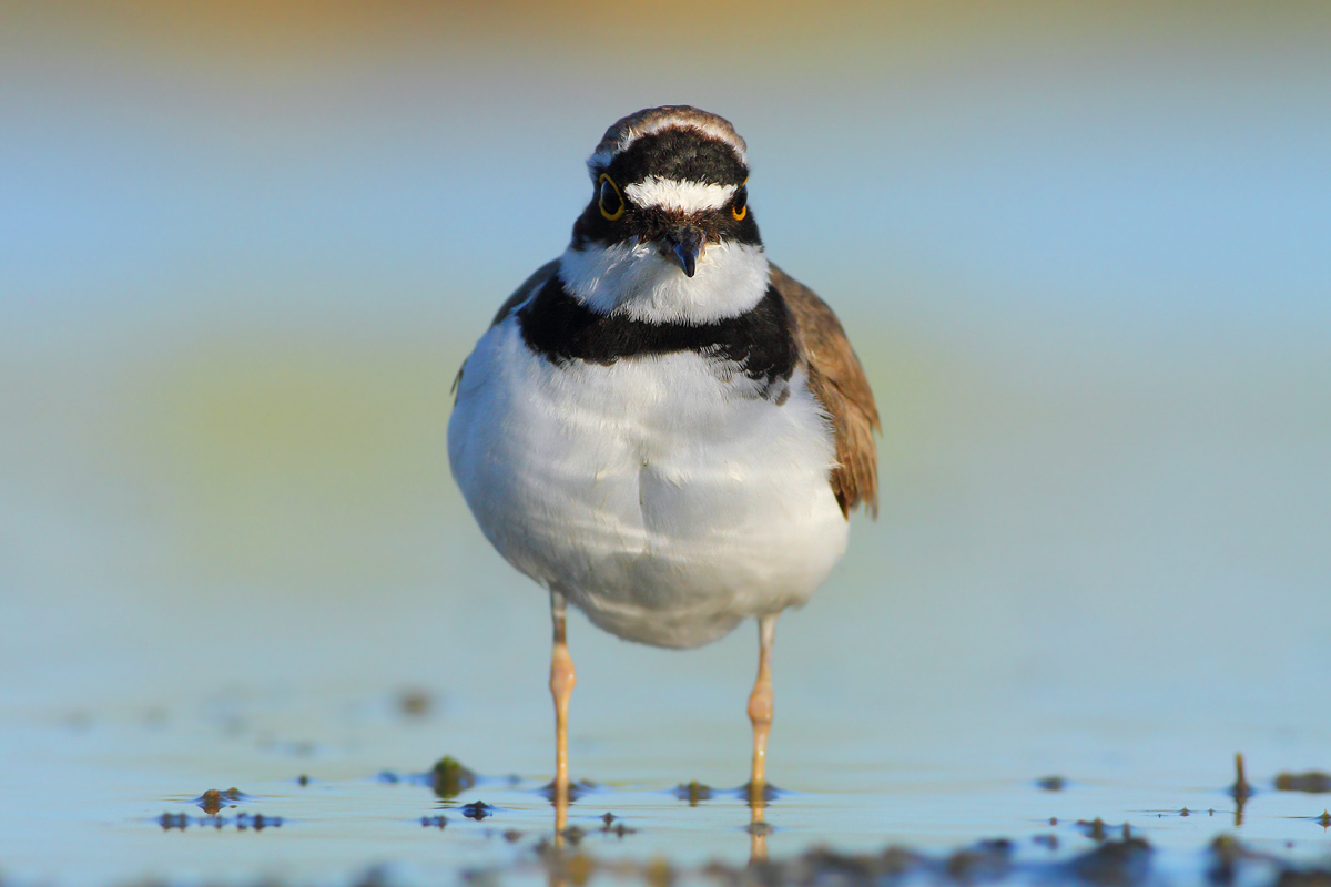little Ringed Plover