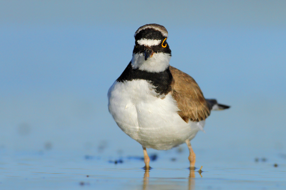 little Ringed Plover