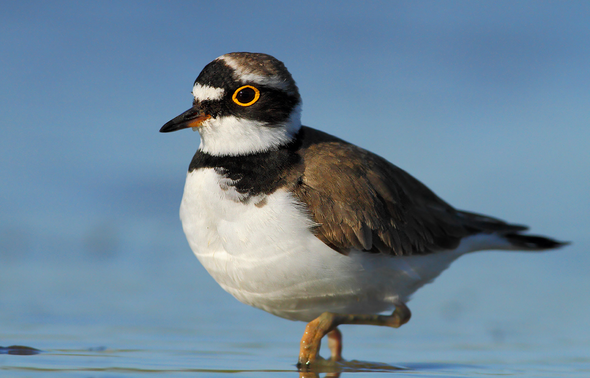 little Ringed Plover