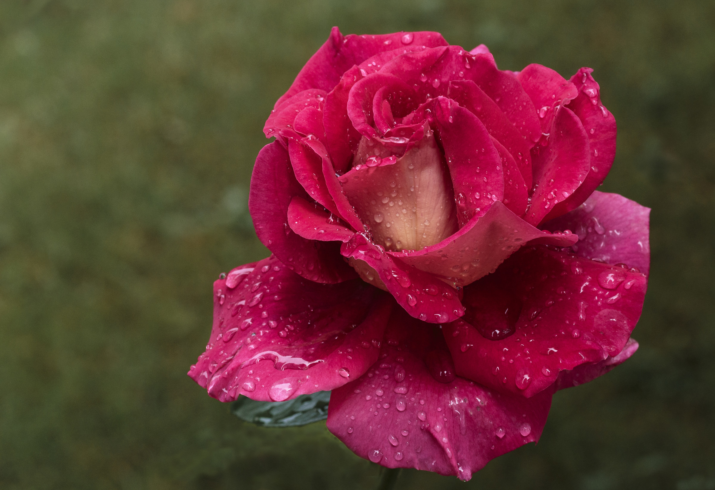 I am back to bloom roses.