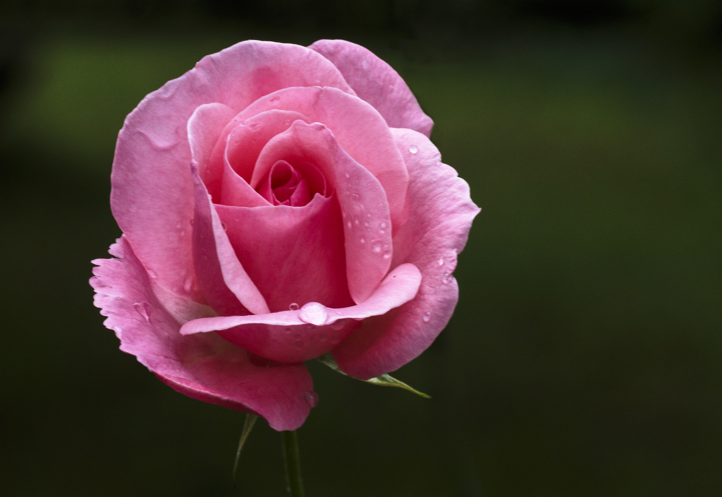 I am back to bloom roses 2