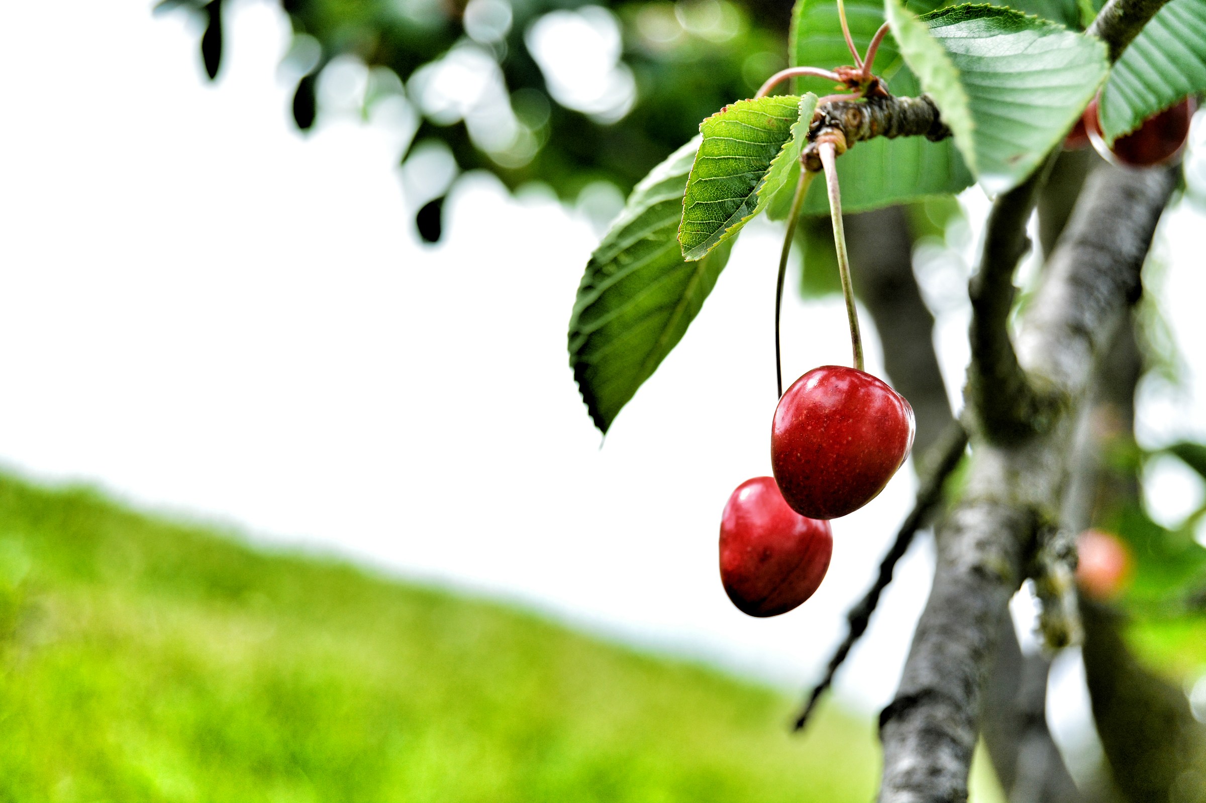 cherries