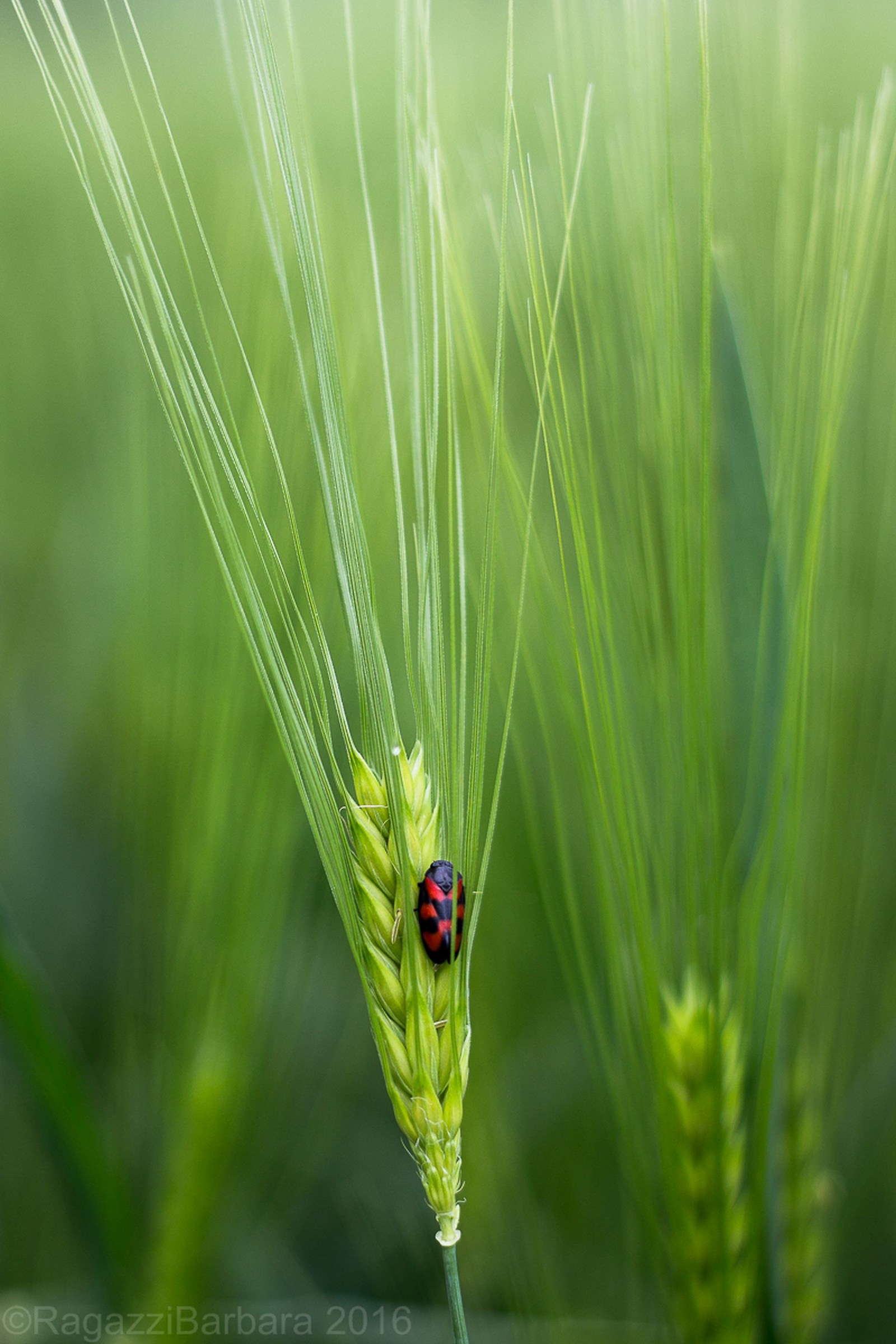 Solo un puntino rosso.....