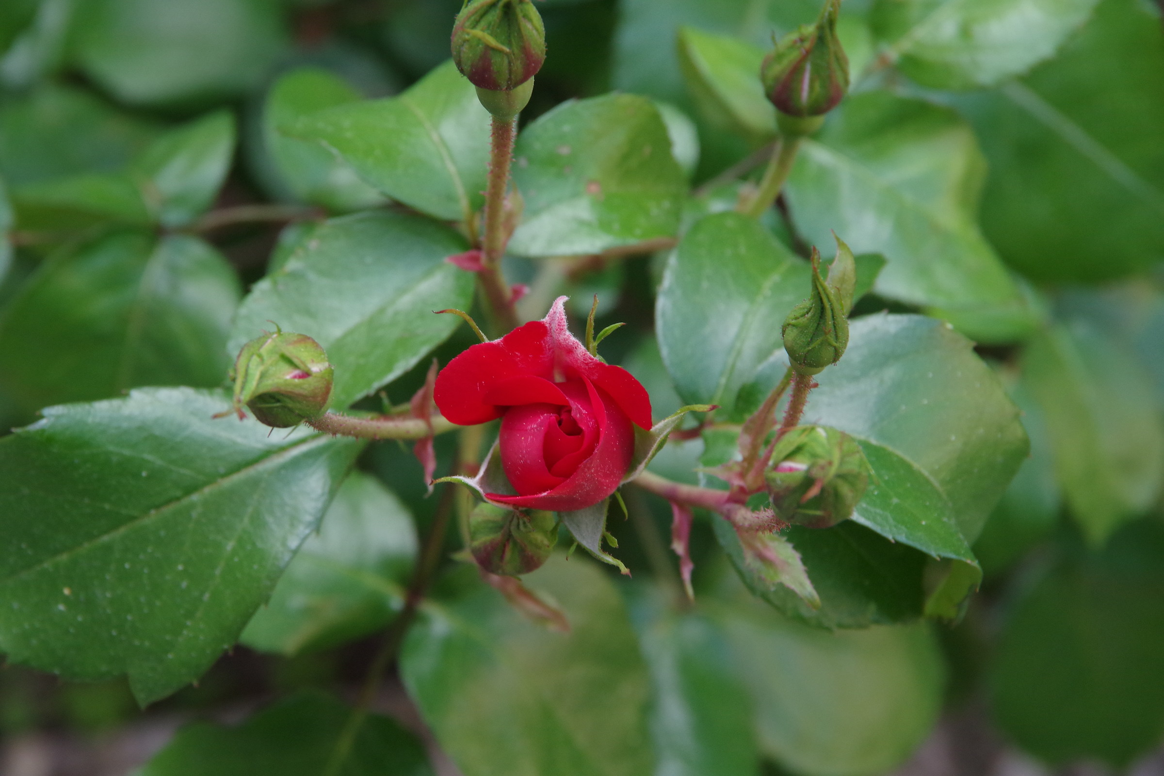 They are all beautiful roses in the world 1