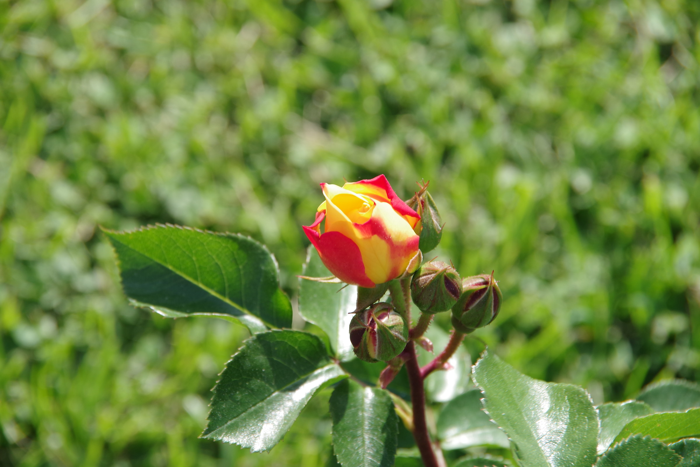 Son tutte belle le rose del mondo 2