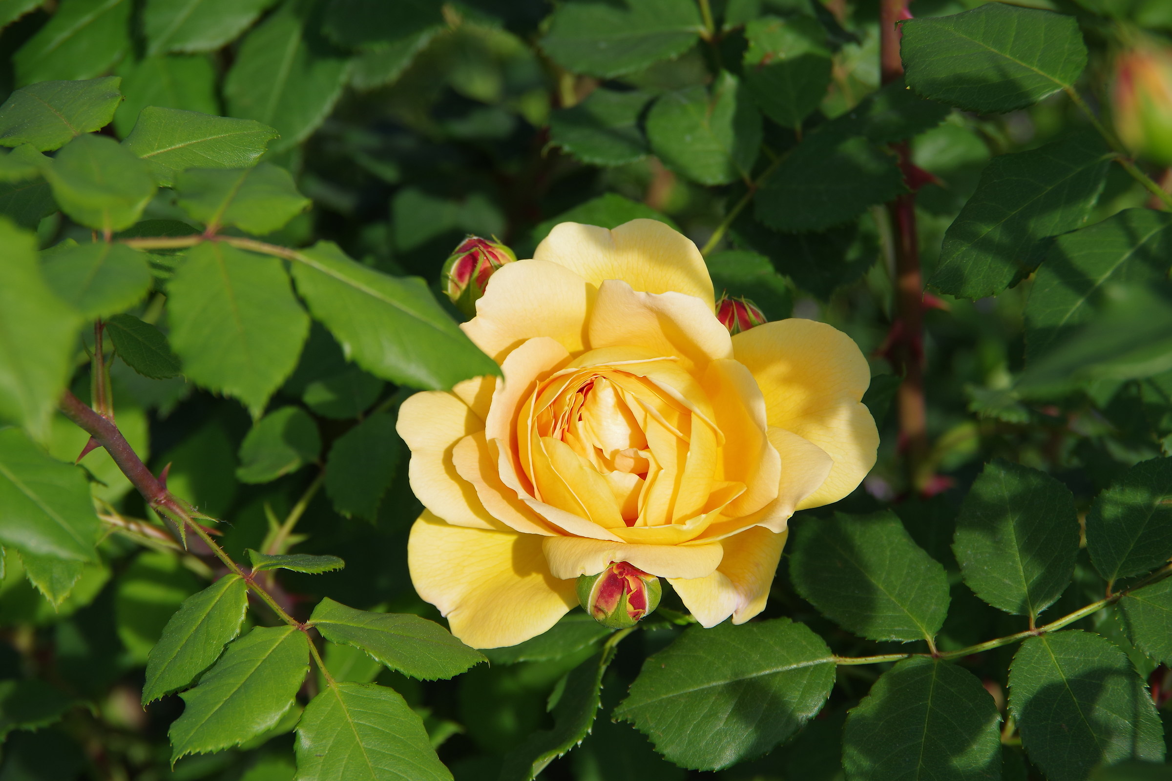 They are all beautiful roses in the world 3