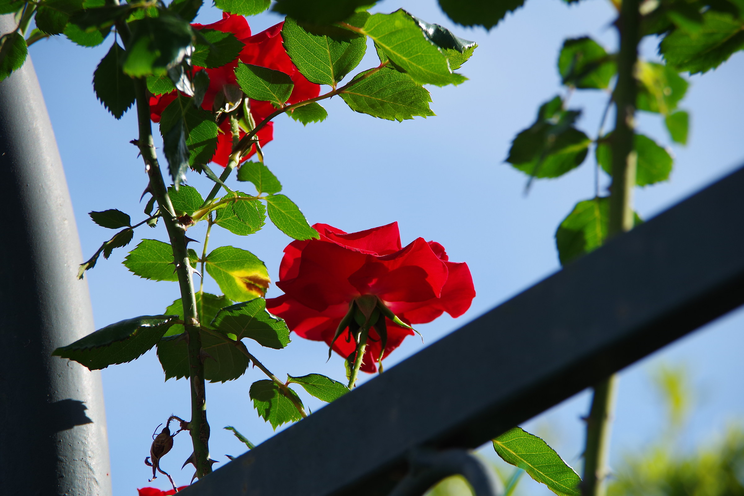 Son tutte belle le rose del mondo 4