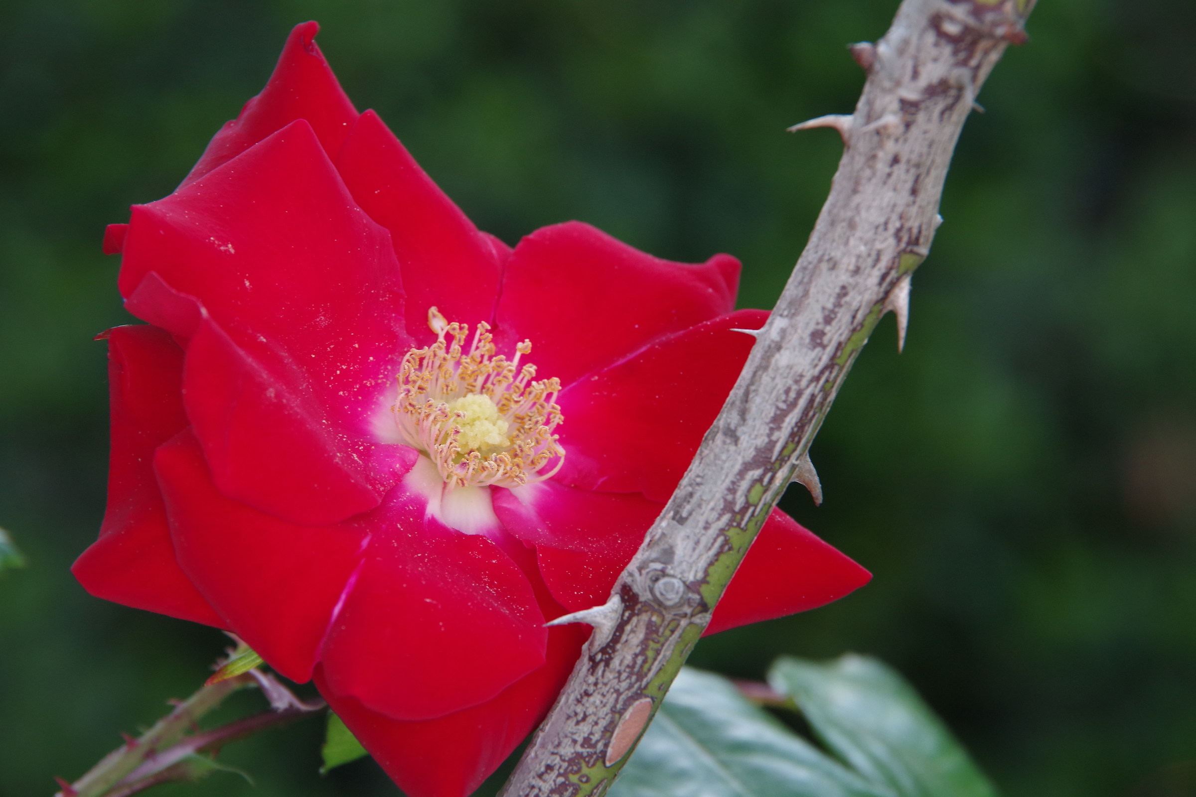 Son tutte belle le rose del mondo 5