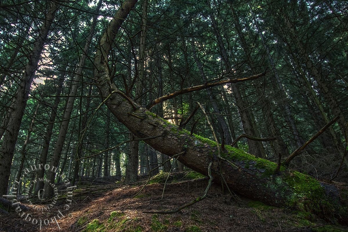 where the first rays of which