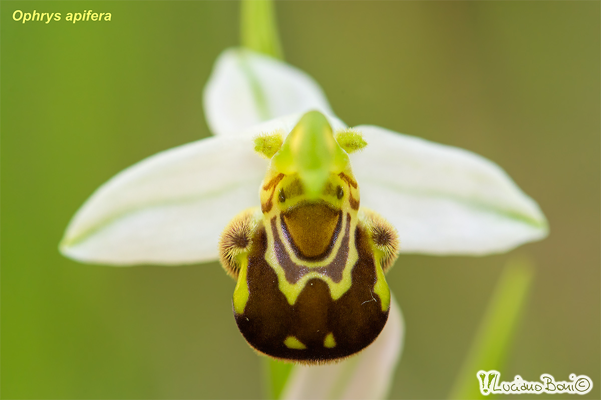 Bee Ophrys
