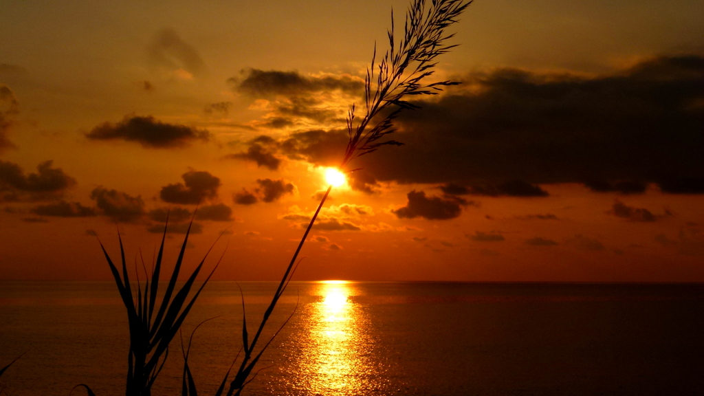 Over a blade of grass