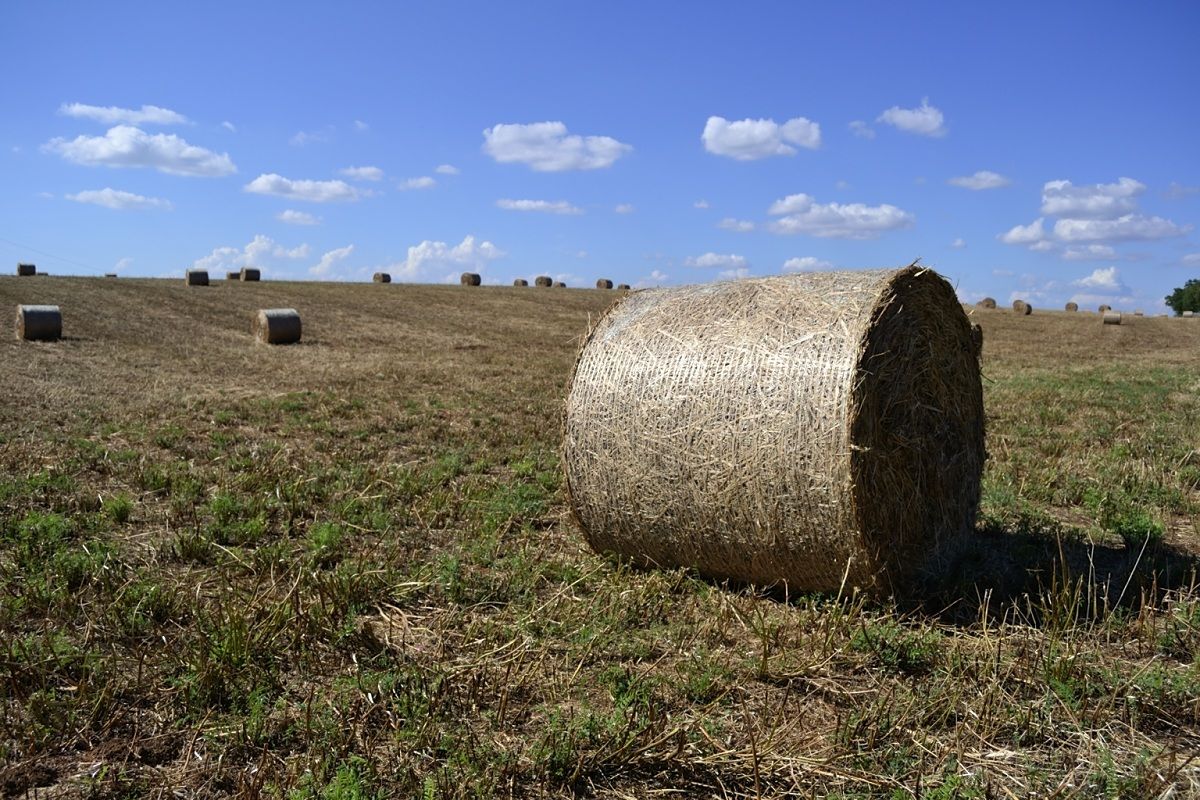 Bales