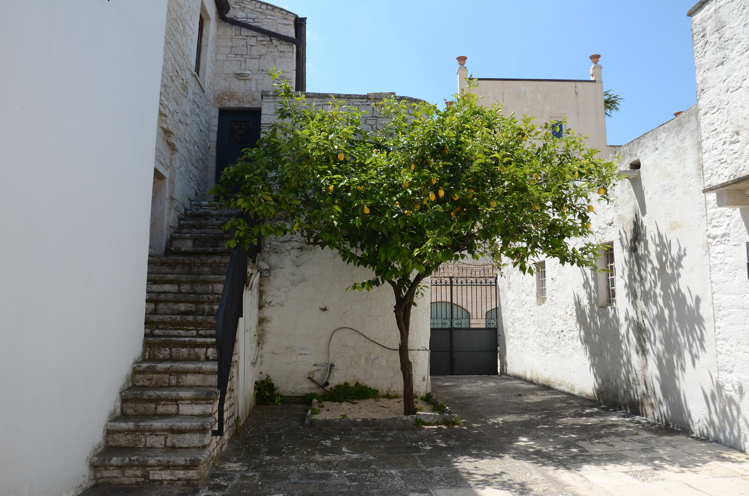 Courtyard with lemon tree
