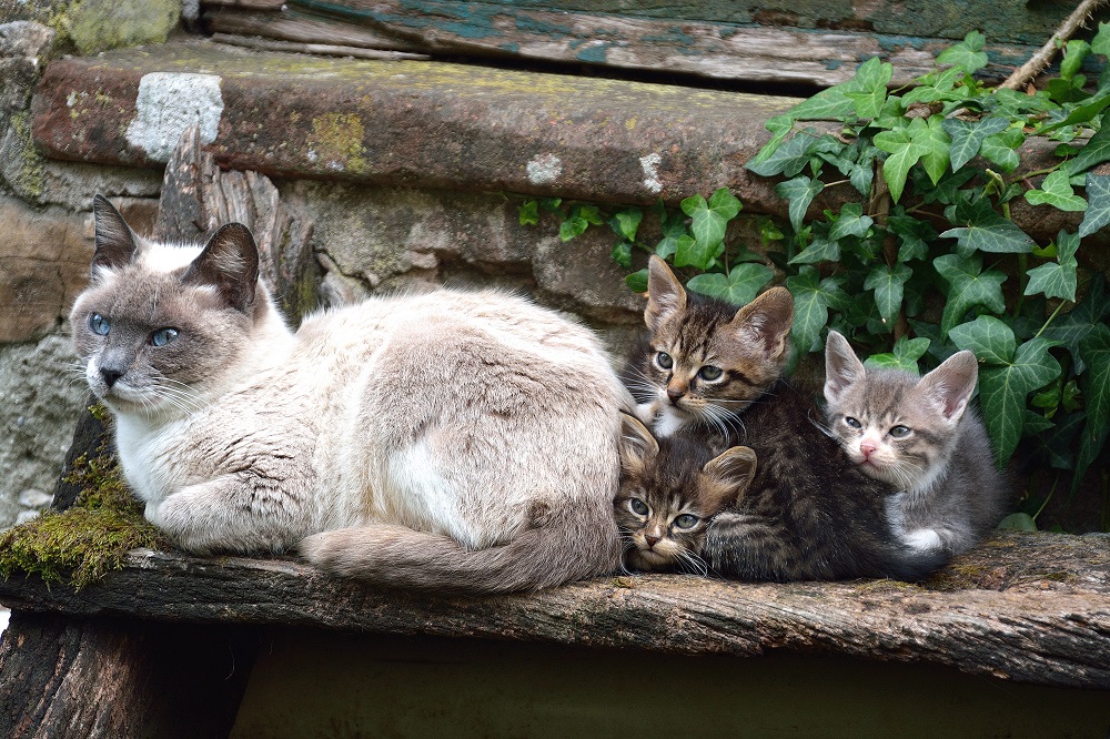 La gatta della  Marginetta ha colpito ancora .