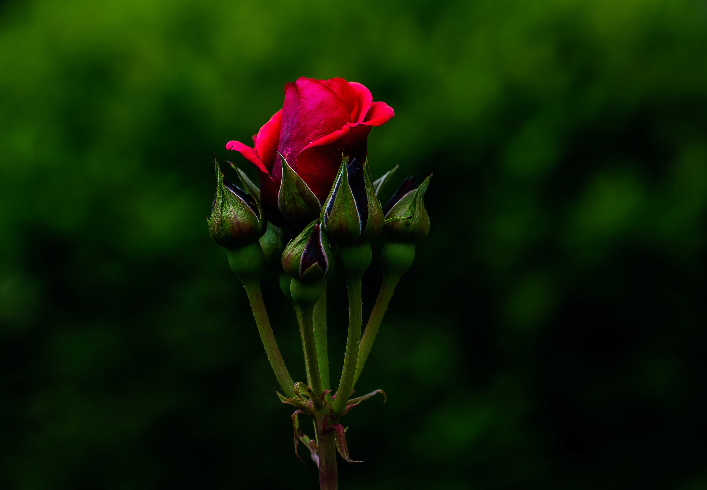 The rose is blooming