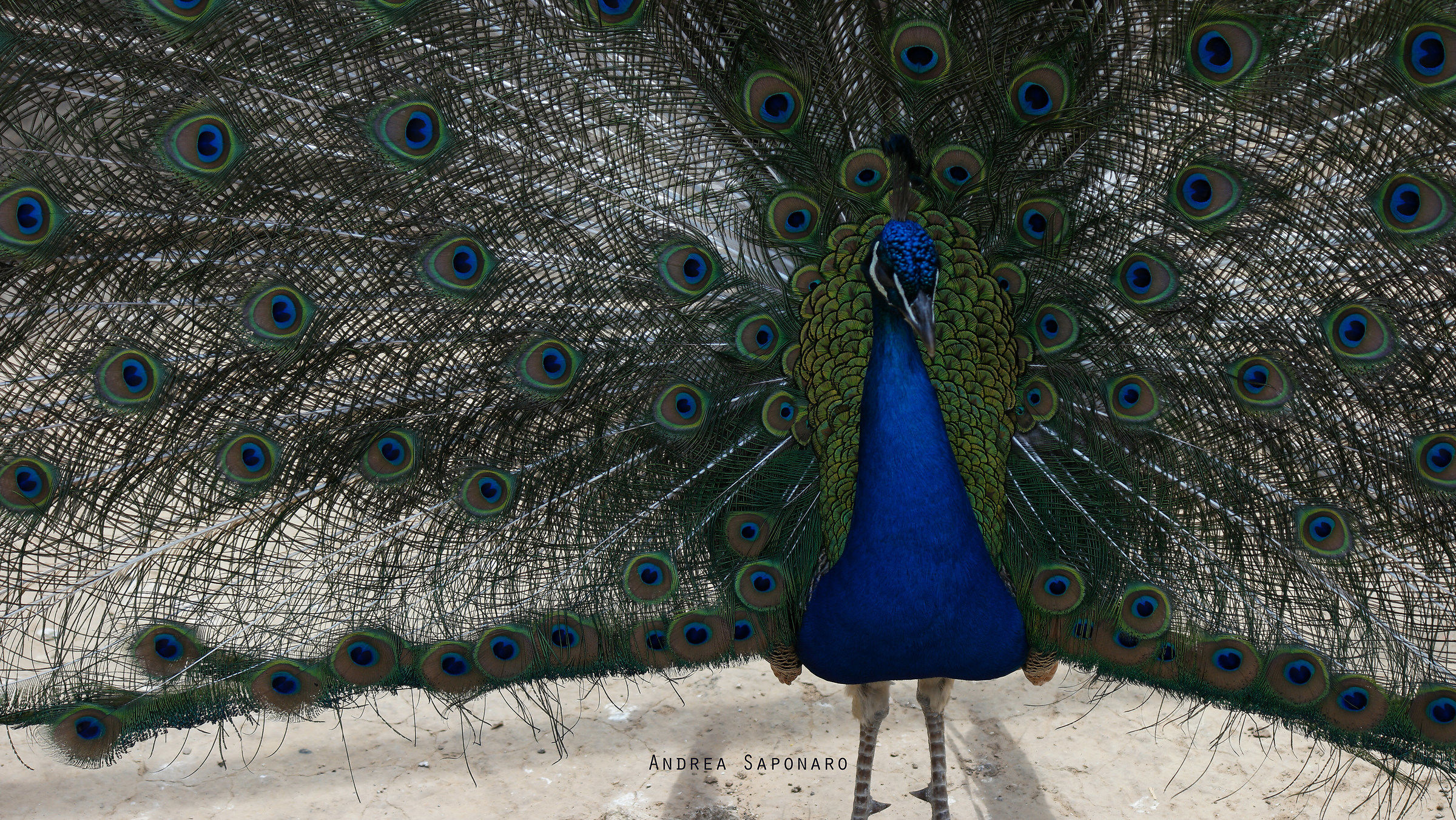 Peacock