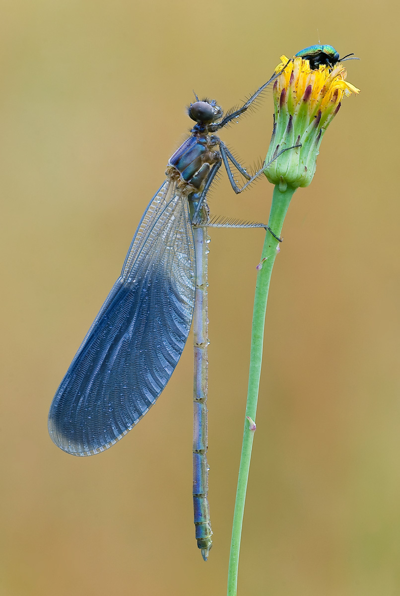 Il gigante e la sua preda