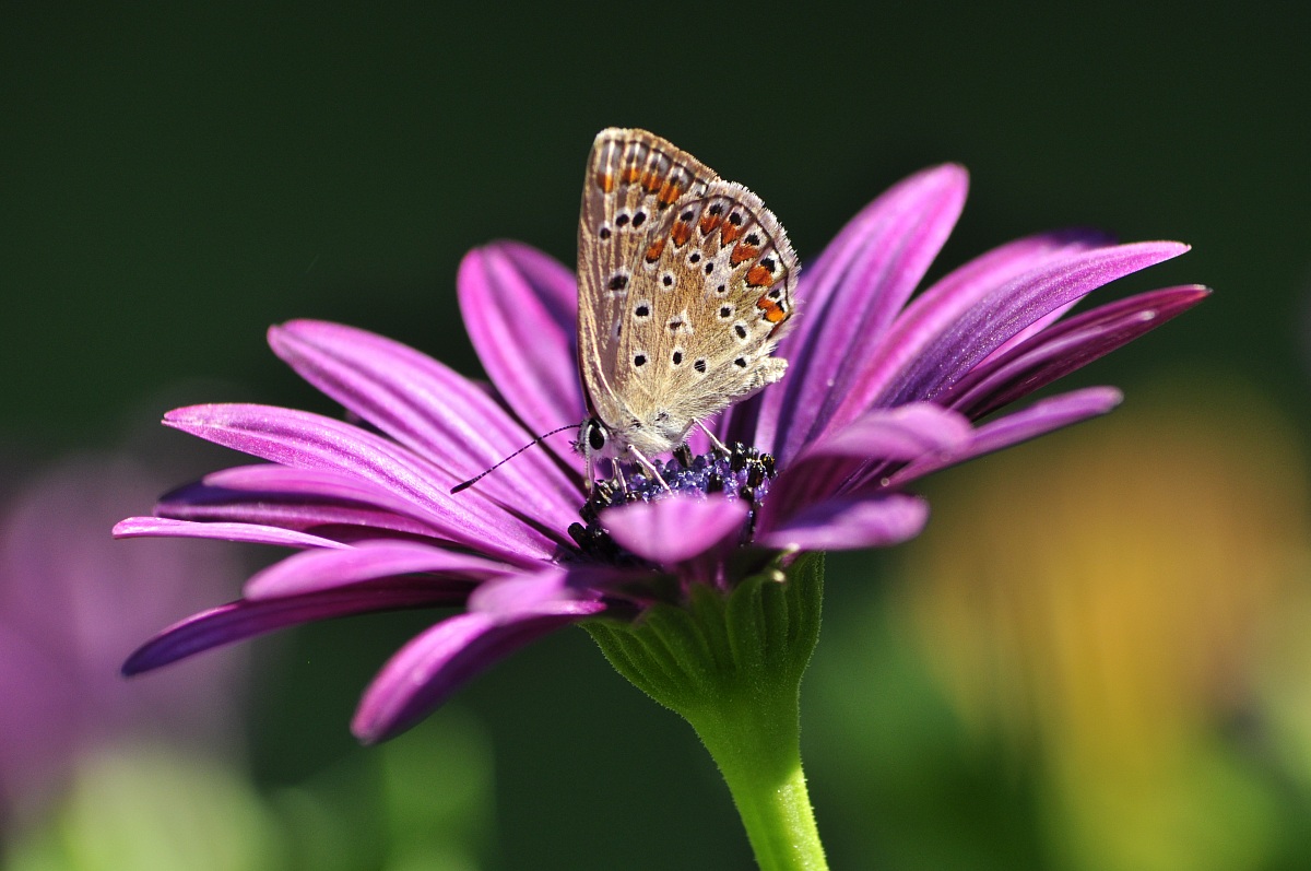 Colazione nel mio giardino