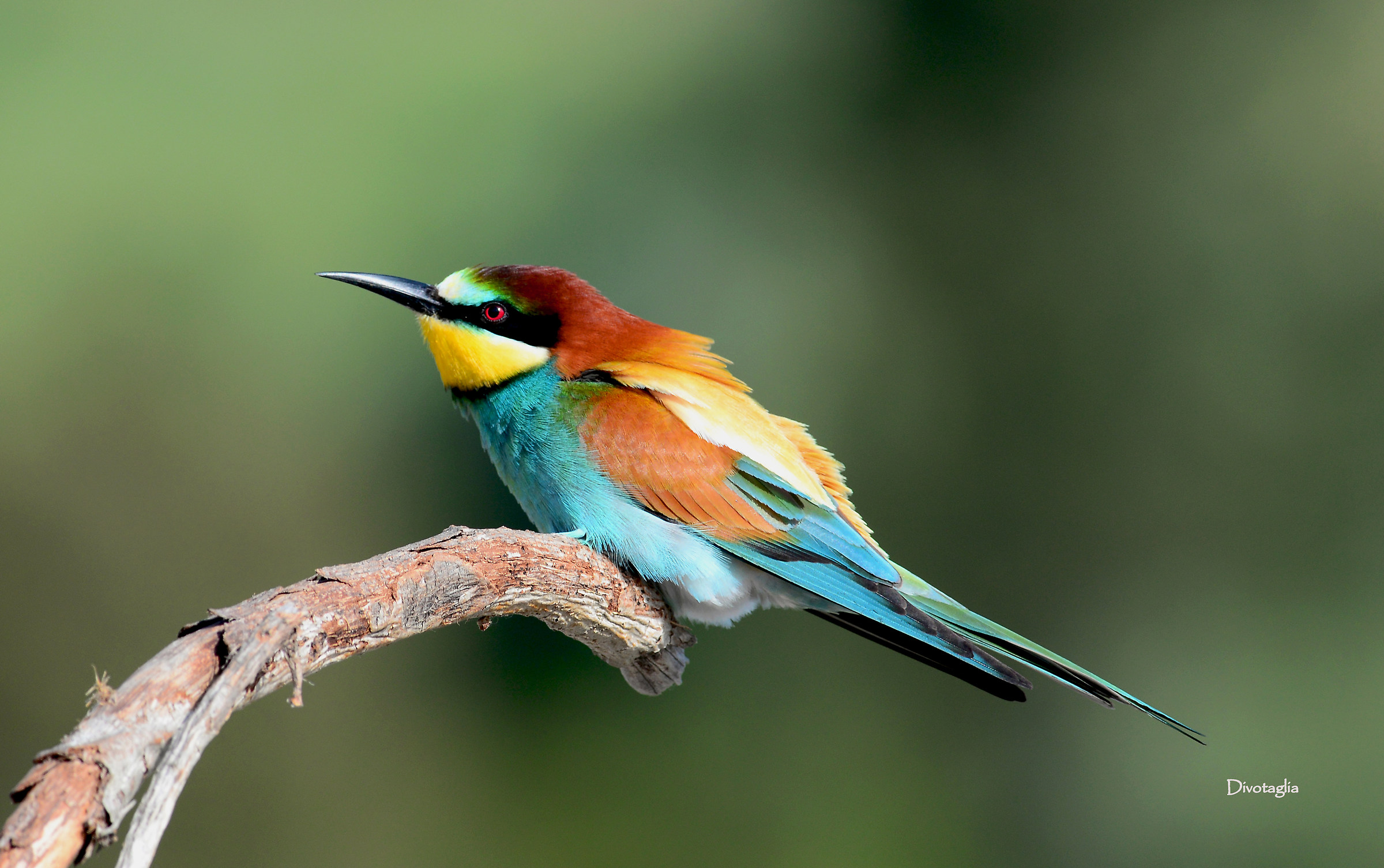 European bee-eater