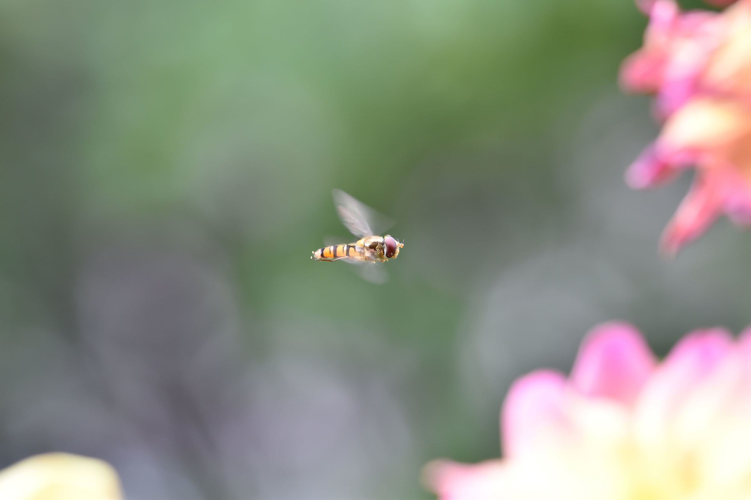 Hoverfly (3)