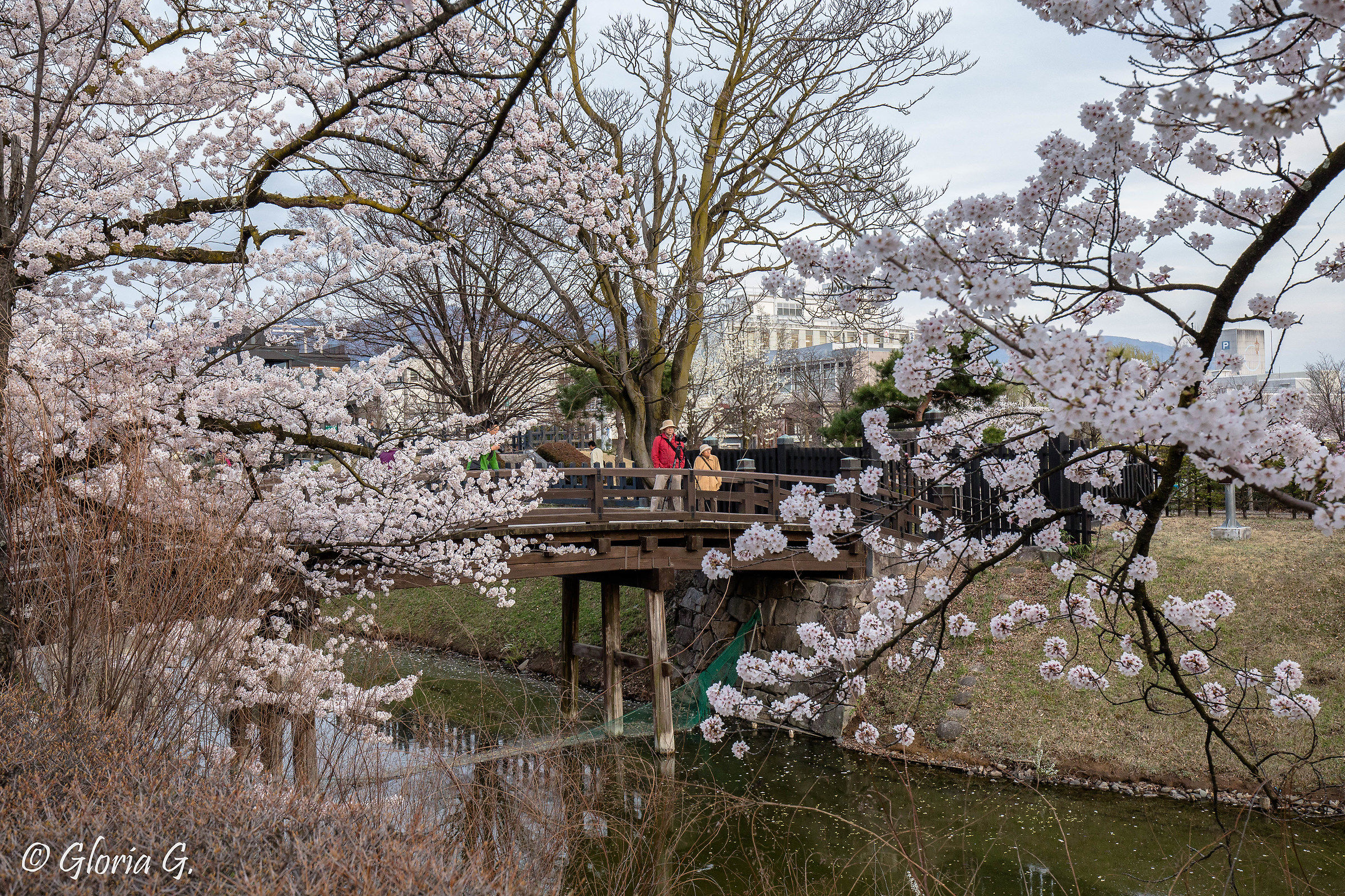 Cherry blossoms in Matsumoto, Japan